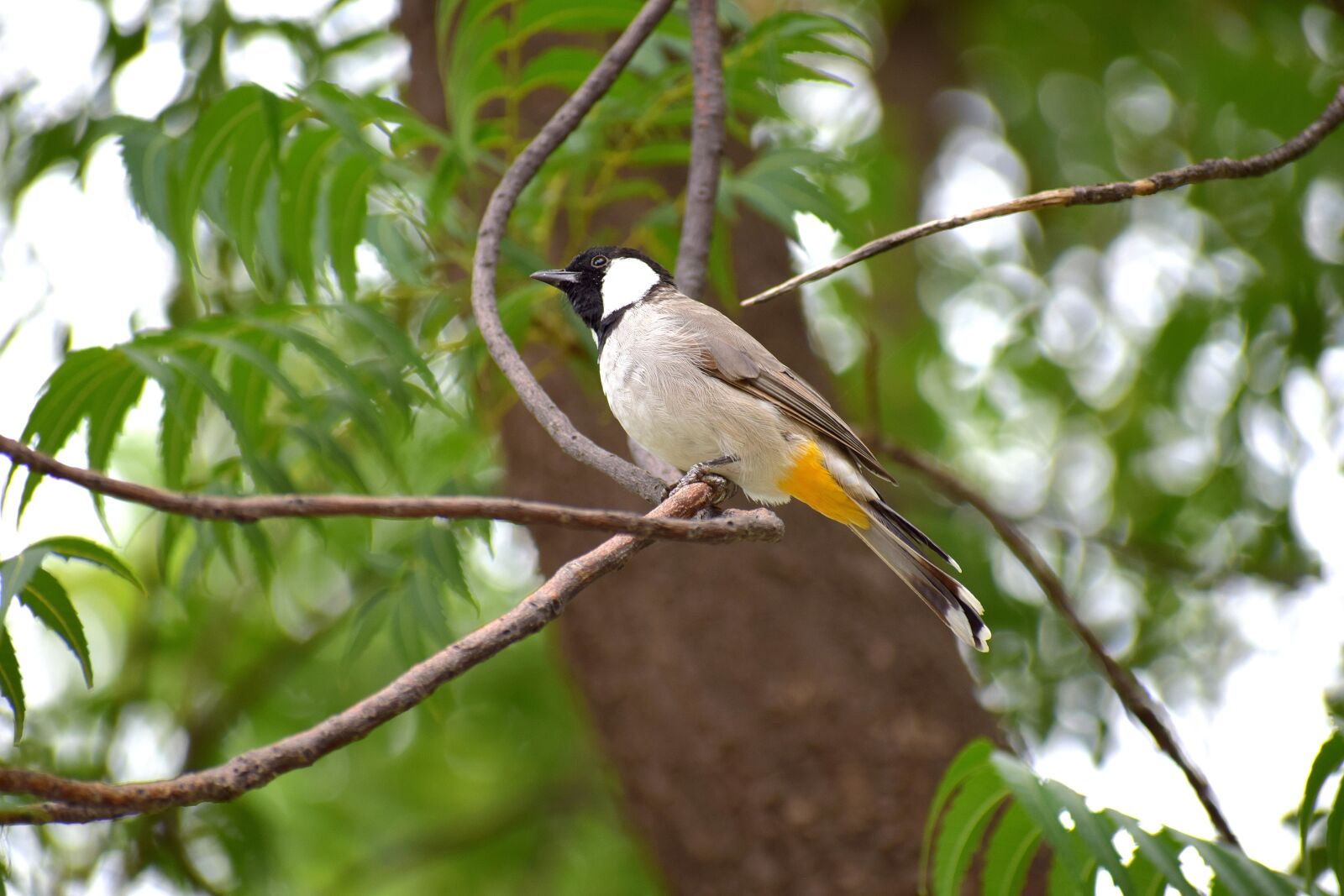 Nikon D3300 sample photo. Bird, nature, branch photography