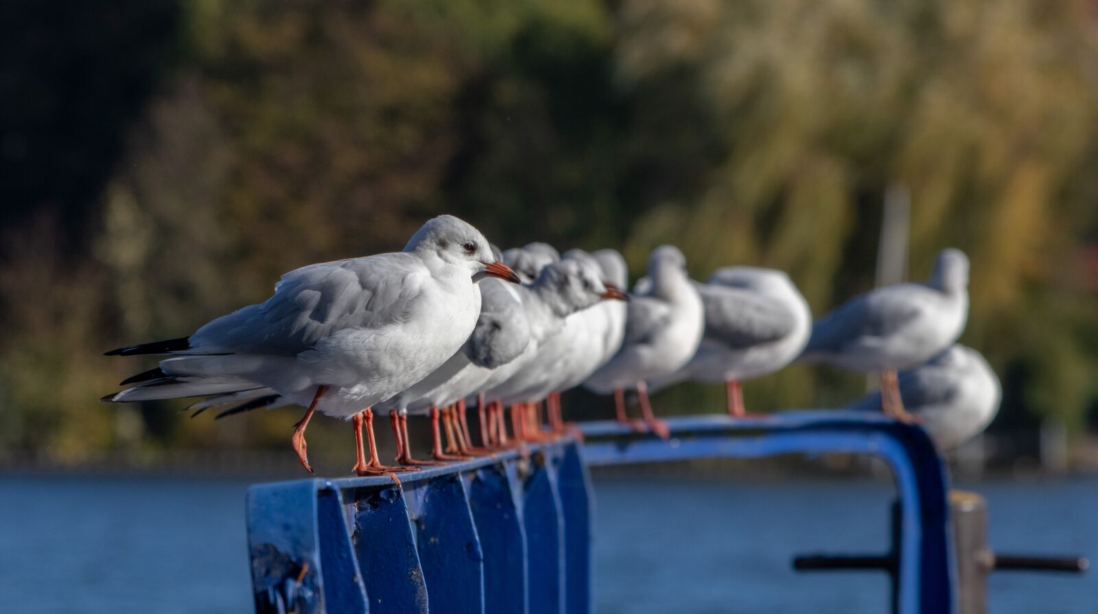 Canon EF 70-300 F4-5.6 IS II USM sample photo. Seagull, bird, wasserfogel photography