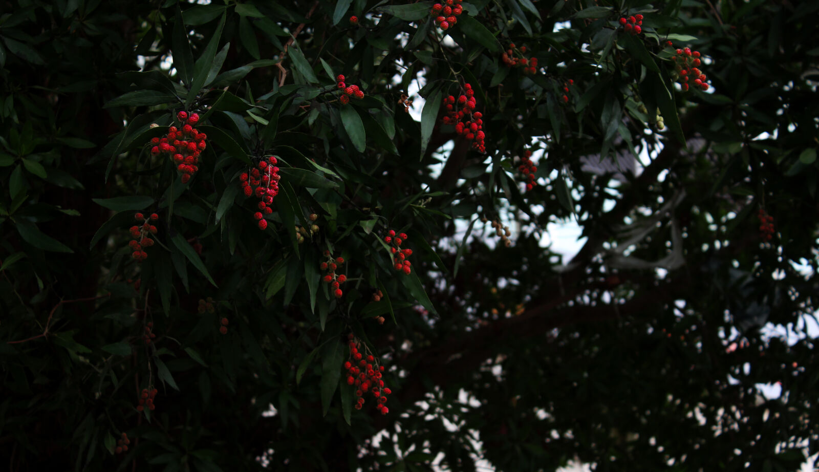 Canon EOS 1200D (EOS Rebel T5 / EOS Kiss X70 / EOS Hi) sample photo. Dark, free, fruit, green photography