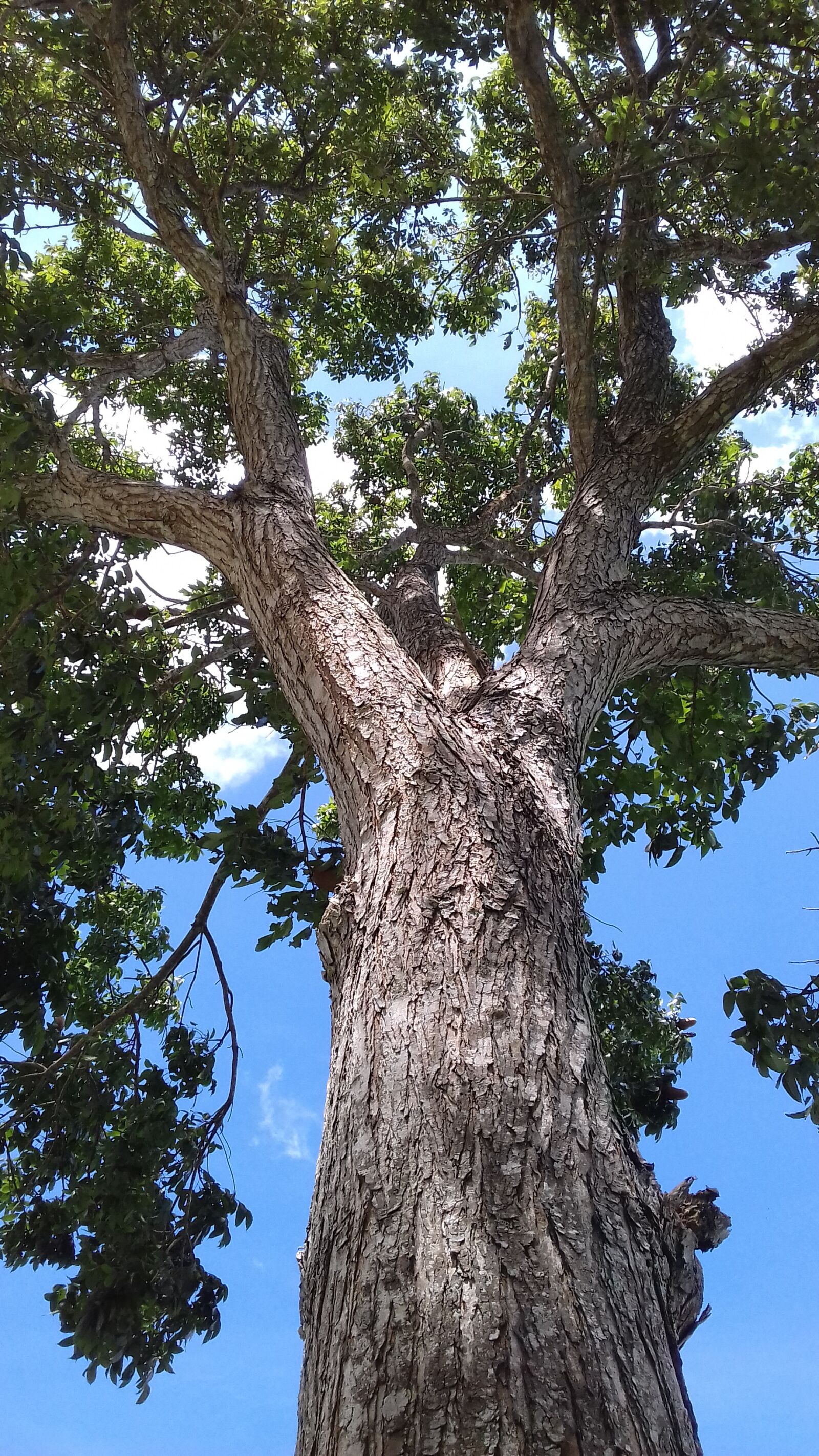 Samsung Galaxy Grand Prime sample photo. Tree, looking up, clouds photography