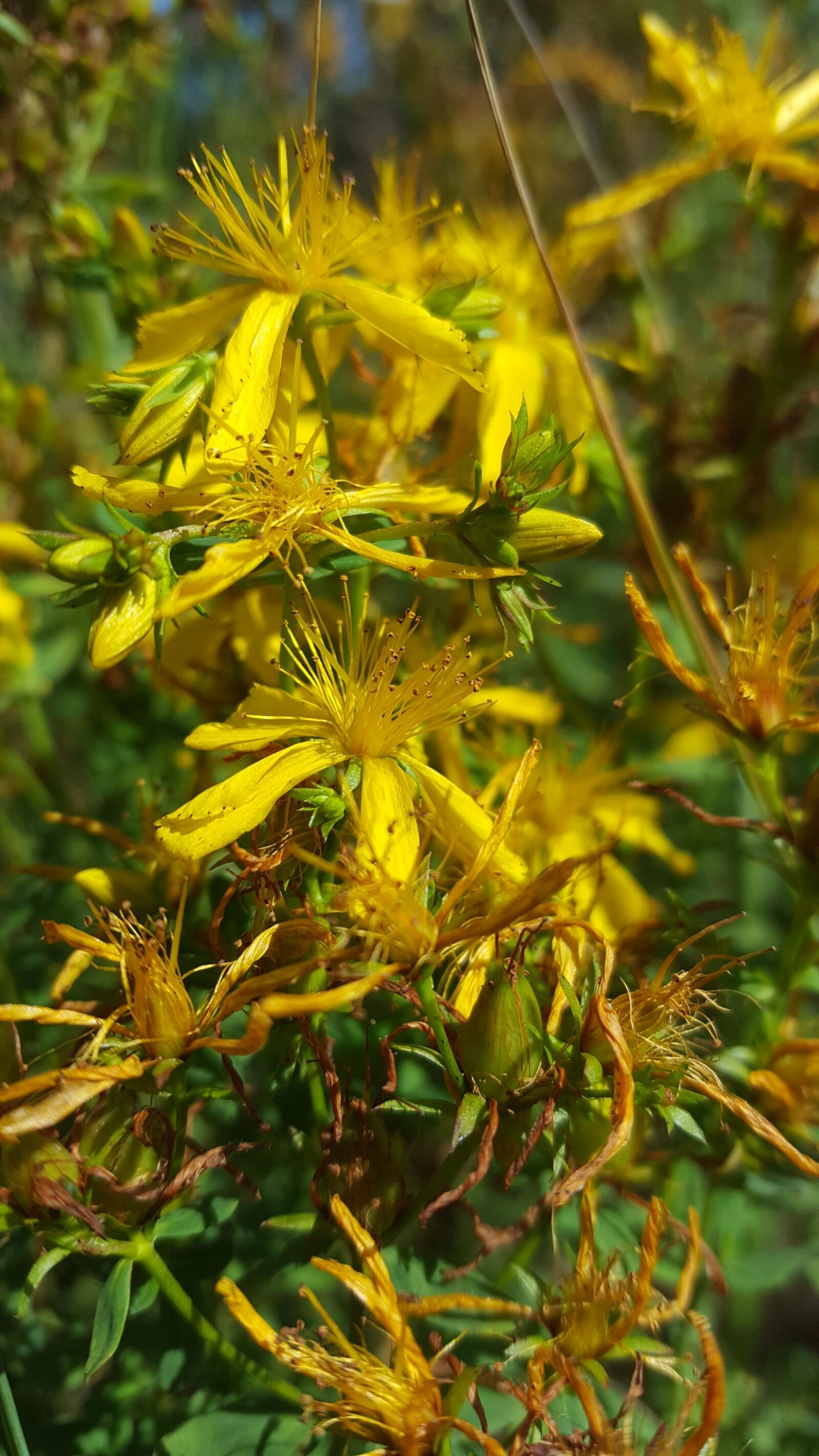 Samsung Galaxy S6 sample photo. St john's wort, hypercium photography