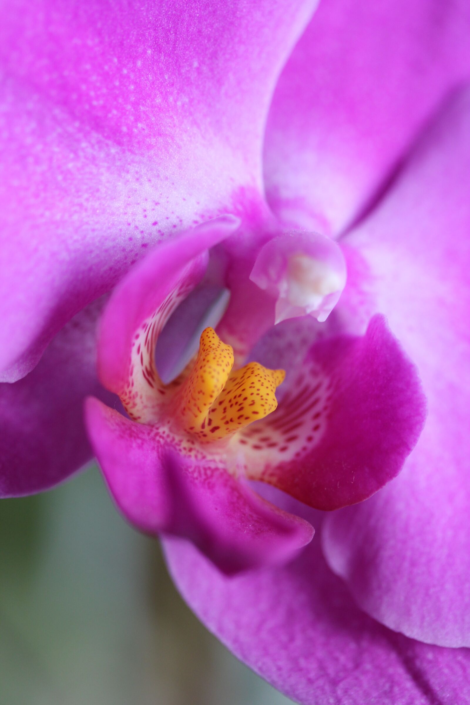 Canon EOS 60D sample photo. Orchid, flower, nature photography