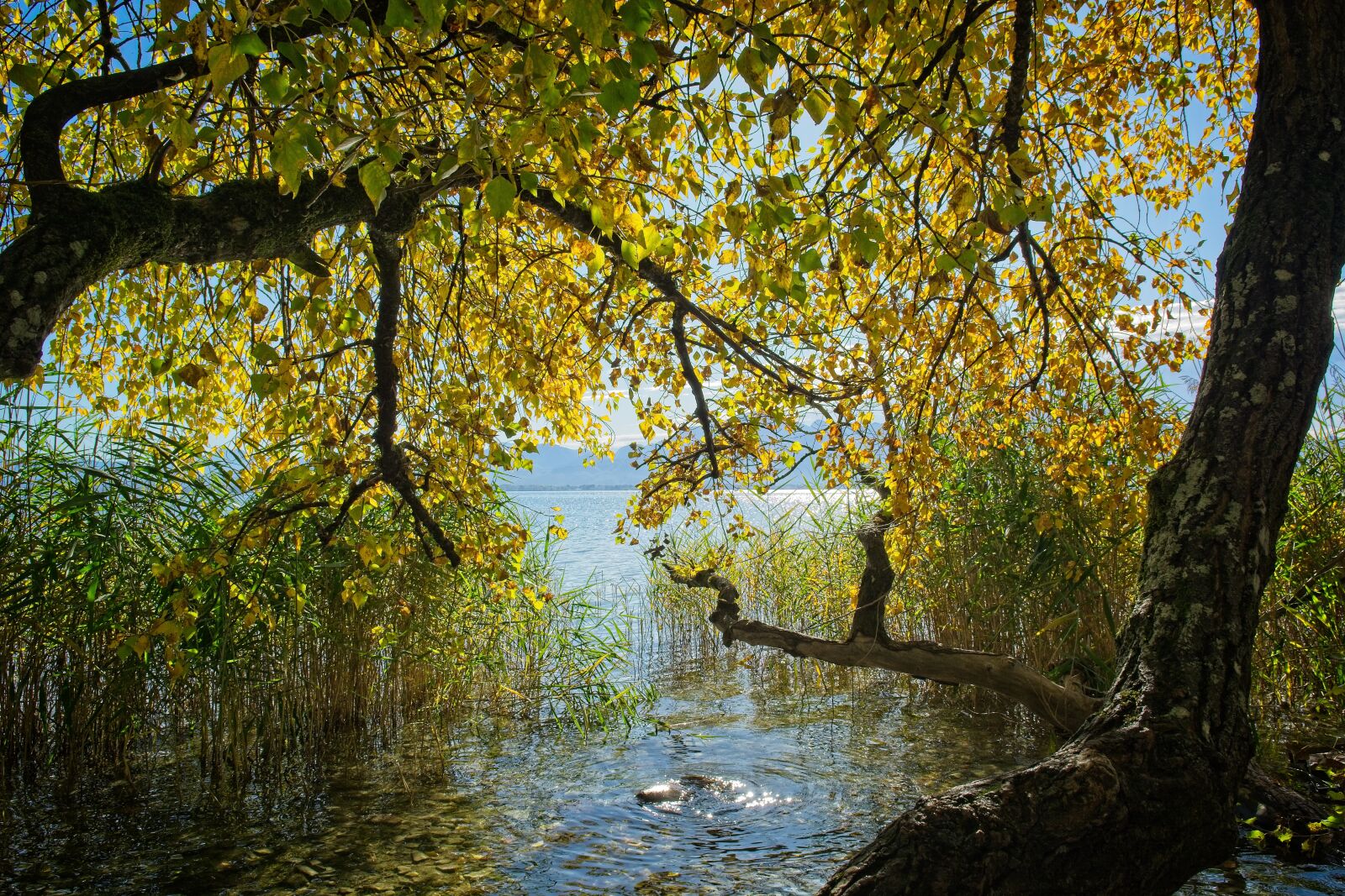Nikon D7100 sample photo. Autumn, tree, lying photography