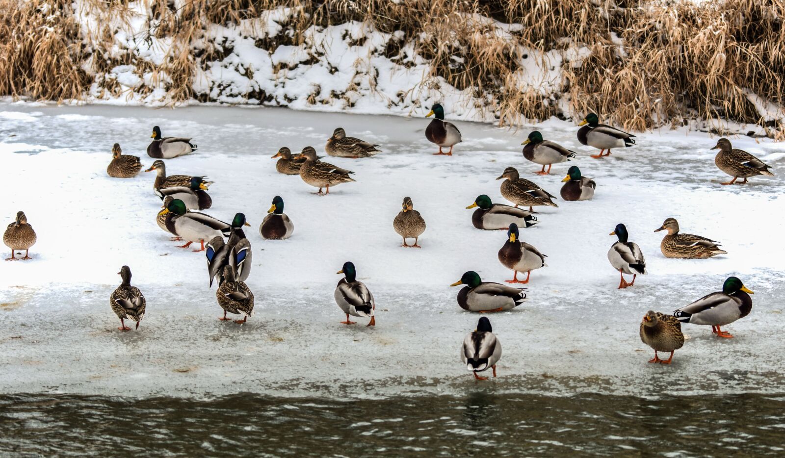 Nikon D5300 sample photo. Wild ducks, river, water photography