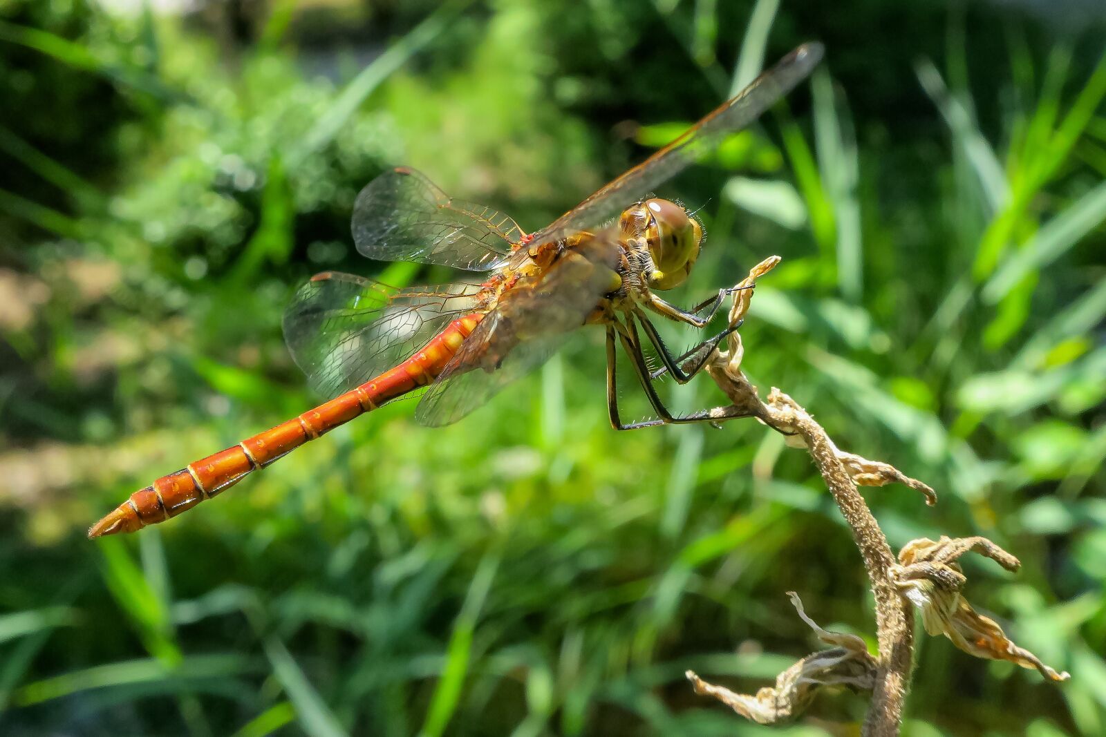 Canon PowerShot G9 X sample photo. Darter sympetrum, dragonfly, red photography