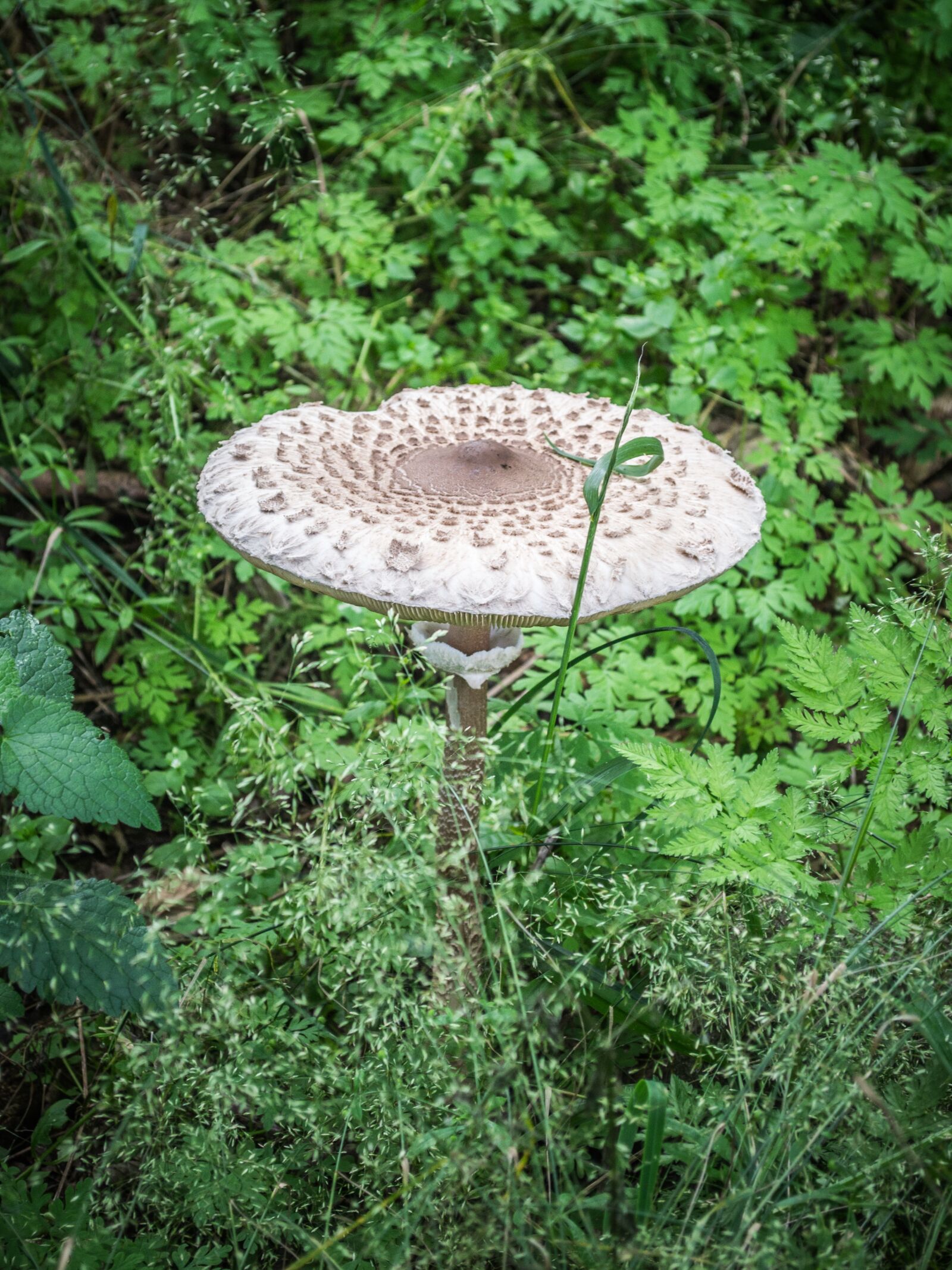 Nikon D3100 sample photo. Mushrooms, nature, parasol mushroom photography
