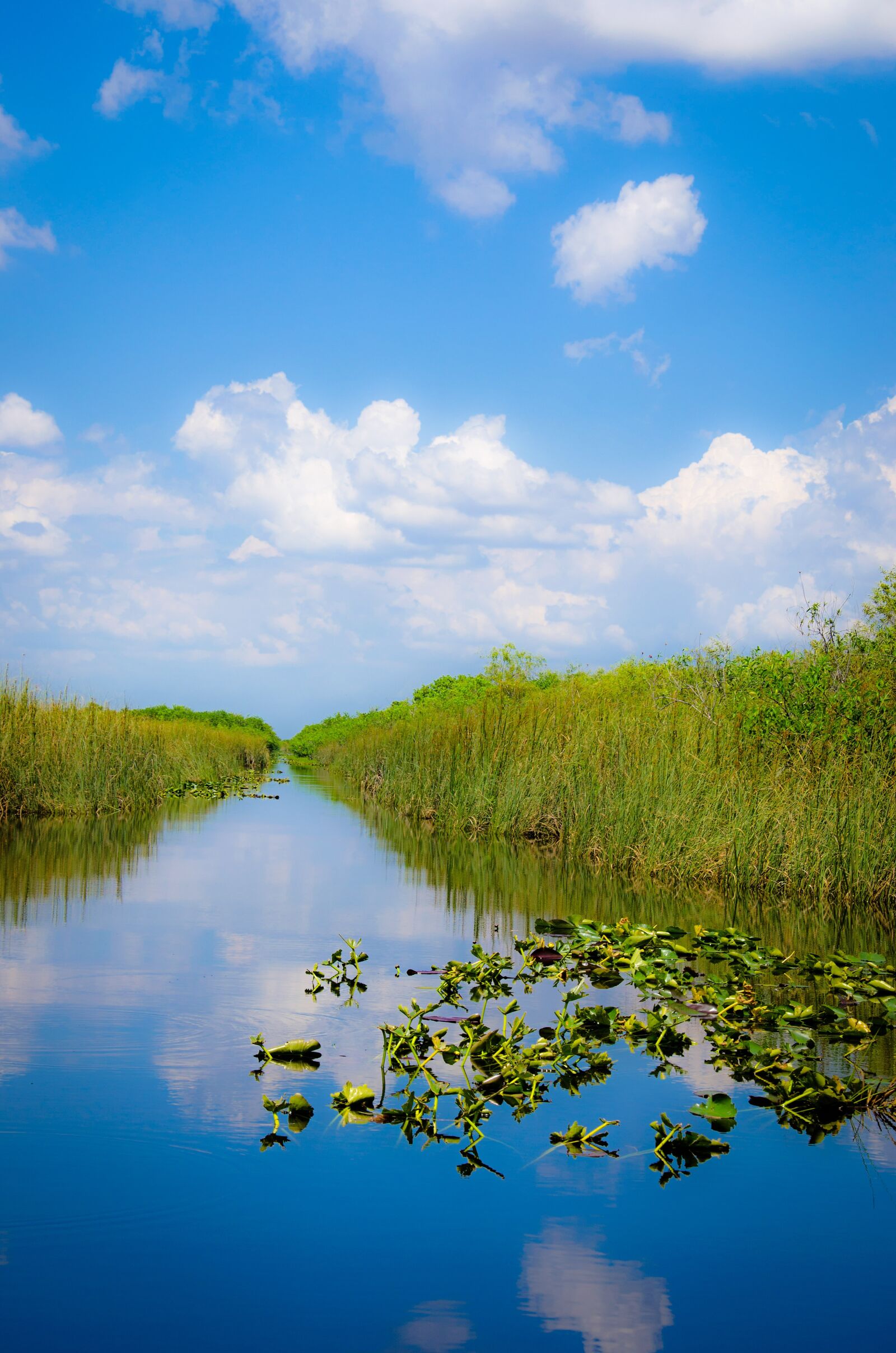 Nikon D7000 sample photo. Miami, usa, everglades photography
