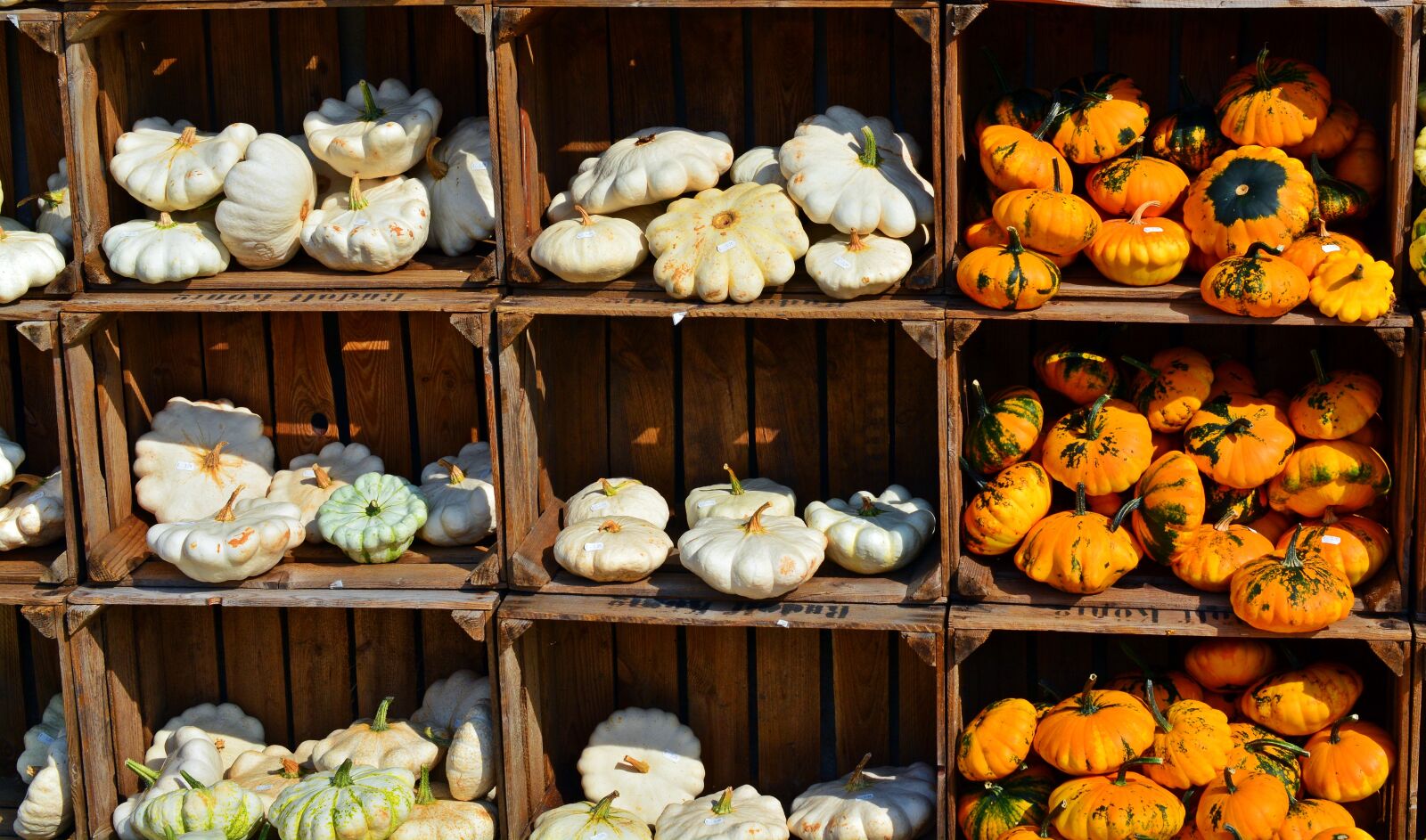 Nikon D5200 sample photo. Pumpkin, harvest time, sale photography