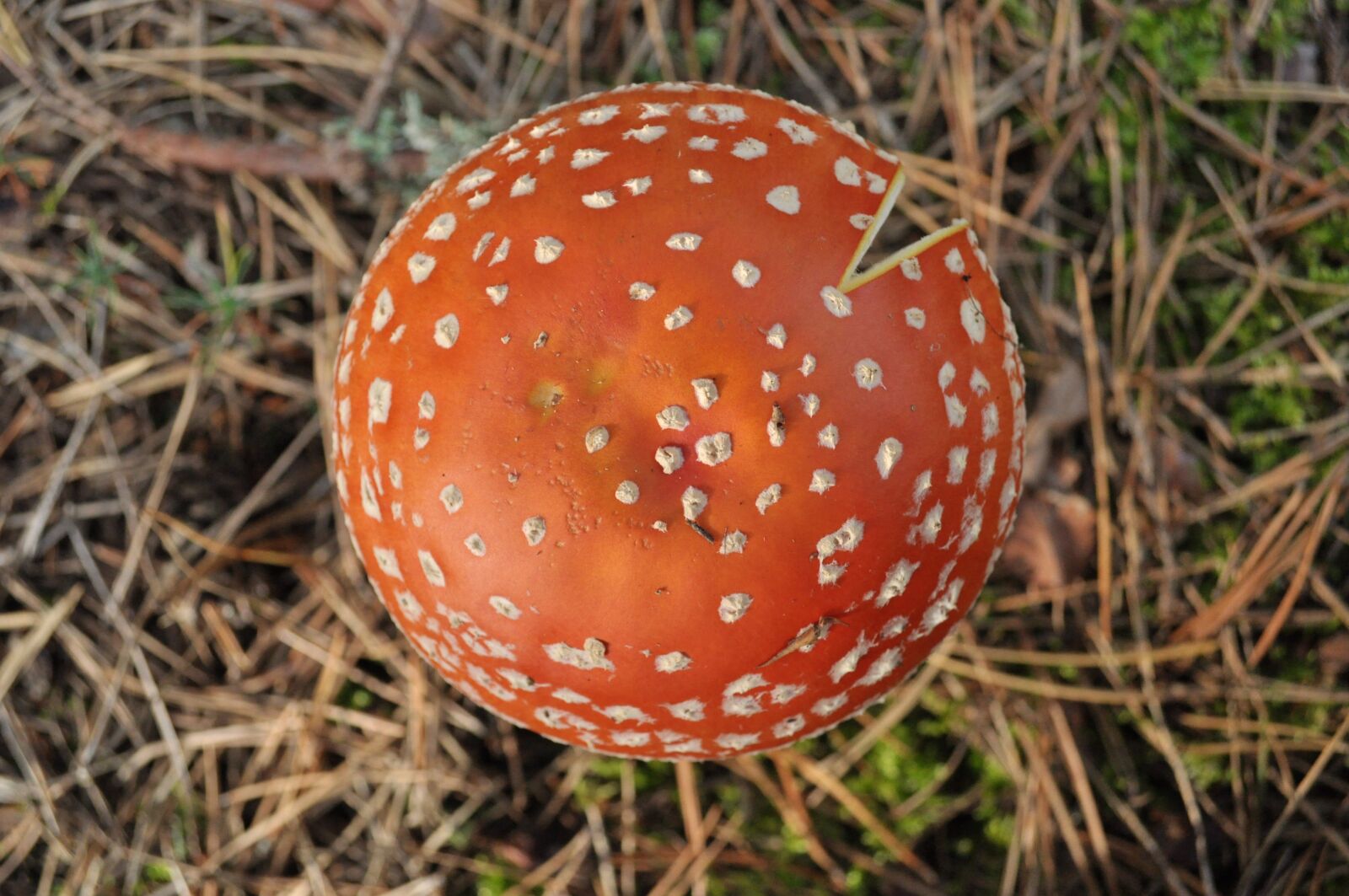 Nikon D5000 sample photo. Mushroom, nature, forest photography