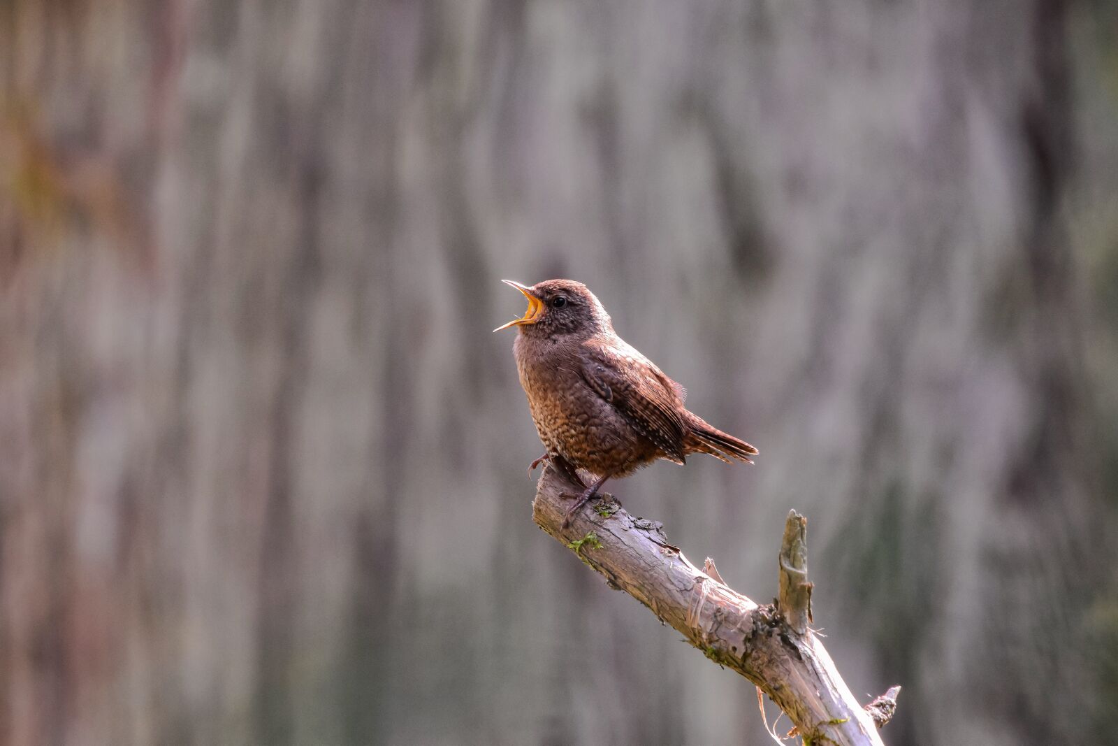 Nikon D7200 sample photo. Animal, forest, wood photography