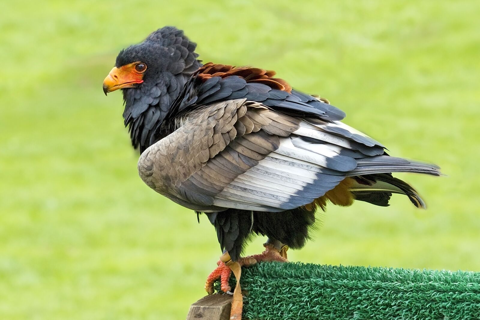 Canon EOS-1D Mark IV sample photo. Bird of prey, bateleur photography