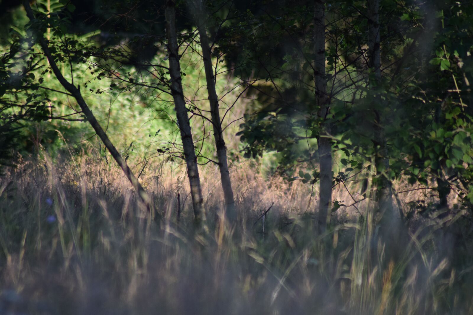 Nikon D3300 sample photo. Forest, grasses, grass photography