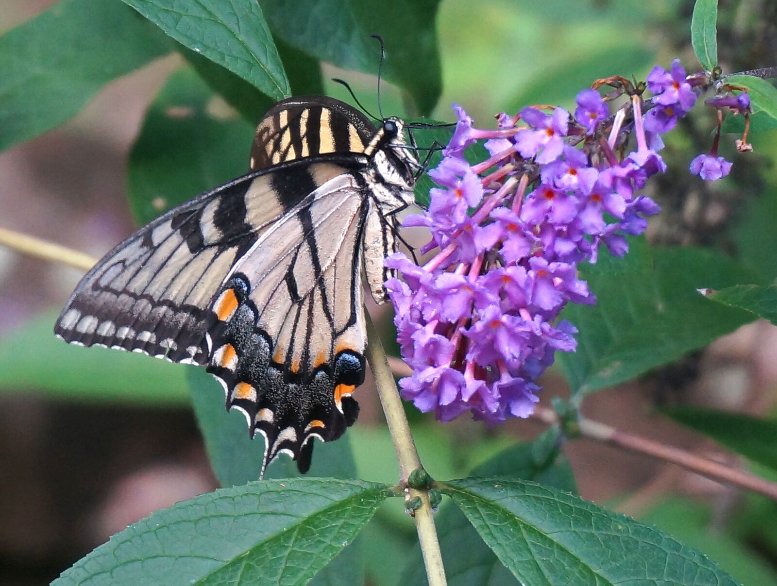 Sony Alpha NEX-5T sample photo. Tiger swallowtail, butterfly bush photography
