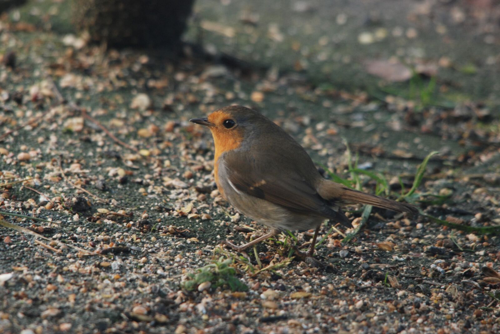 Nikon D80 sample photo. Robin, bird, eye photography