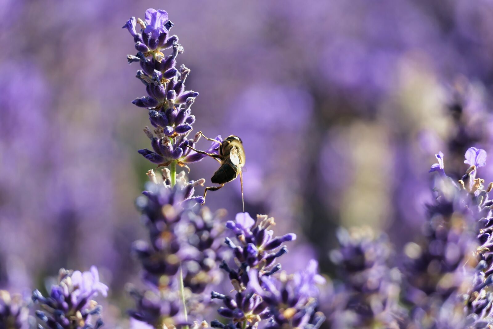 Panasonic DC-FZ10002 sample photo. Lavender, bee, summer photography