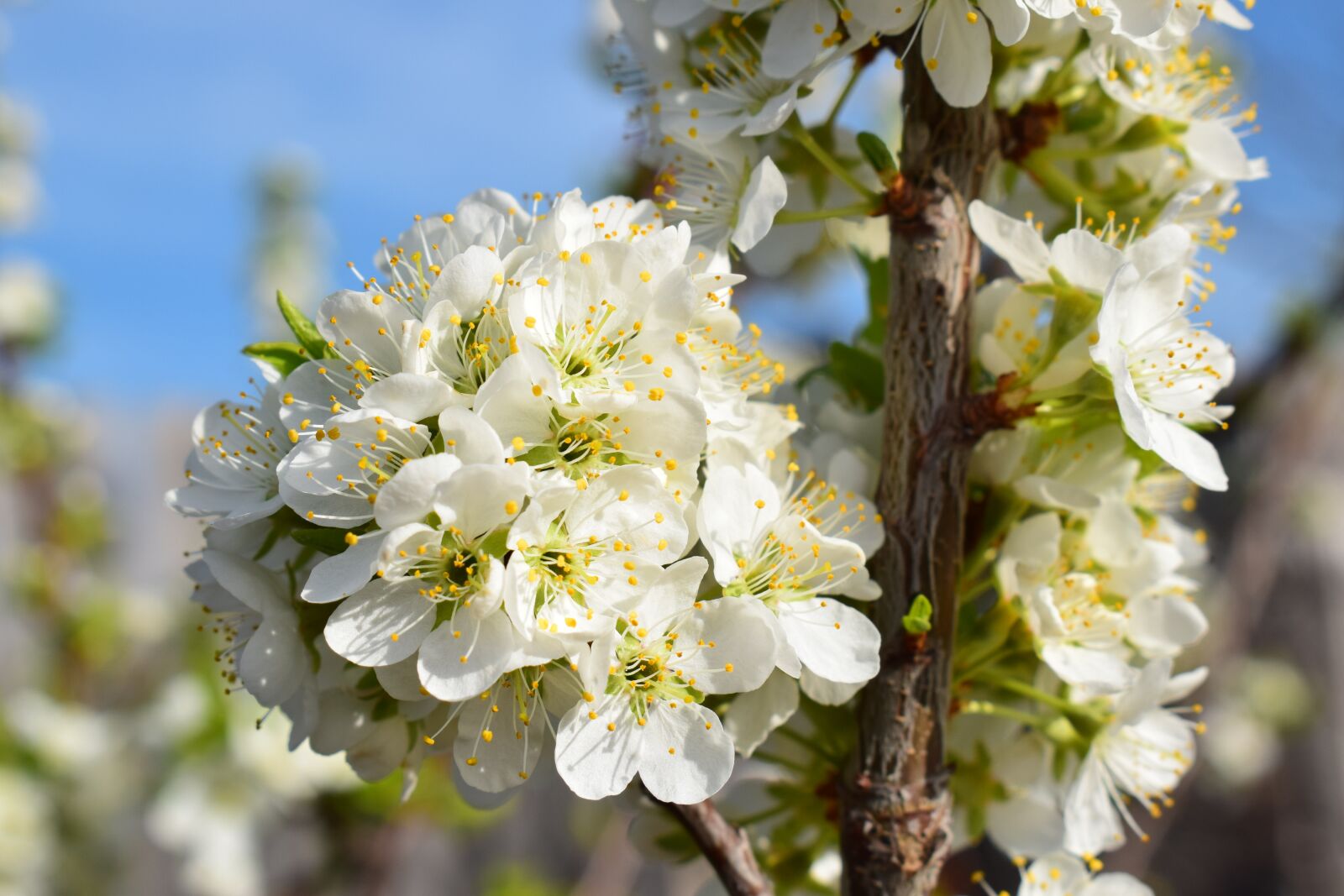 Nikon D5300 sample photo. Bloom, spring, nature photography