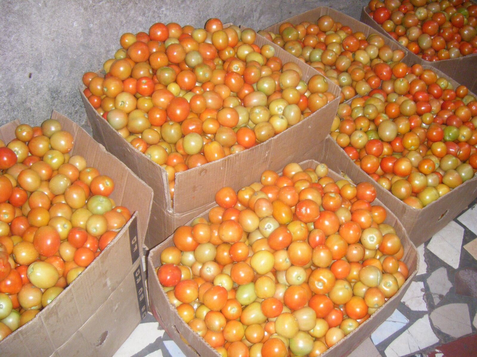 Fujifilm FinePix Z10fd sample photo. Tomatoes, vegetable, fresh photography