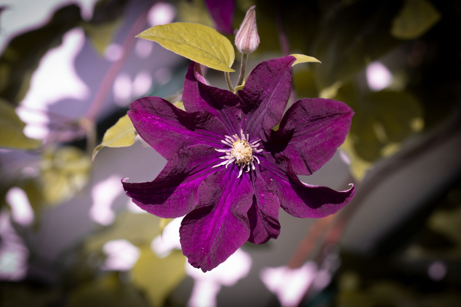 Nikon D750 sample photo. Clematis, flower, blossom photography