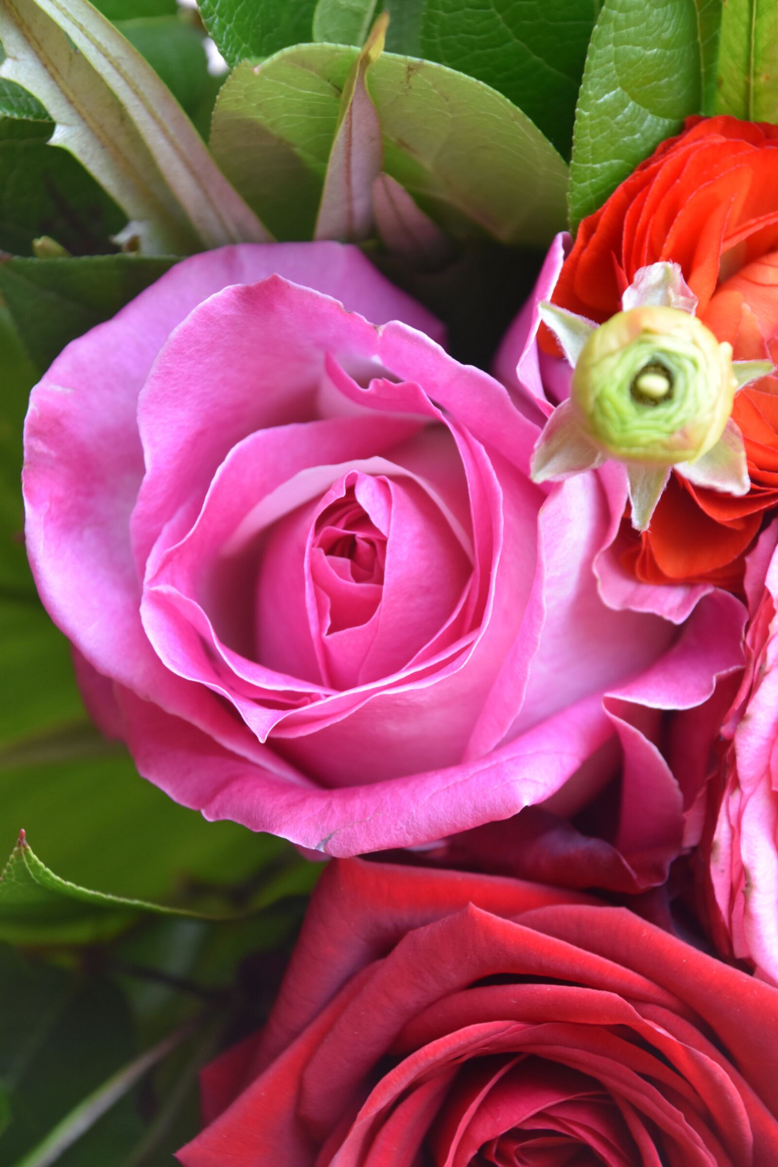 Nikon D5600 sample photo. Flower, petal, floral photography