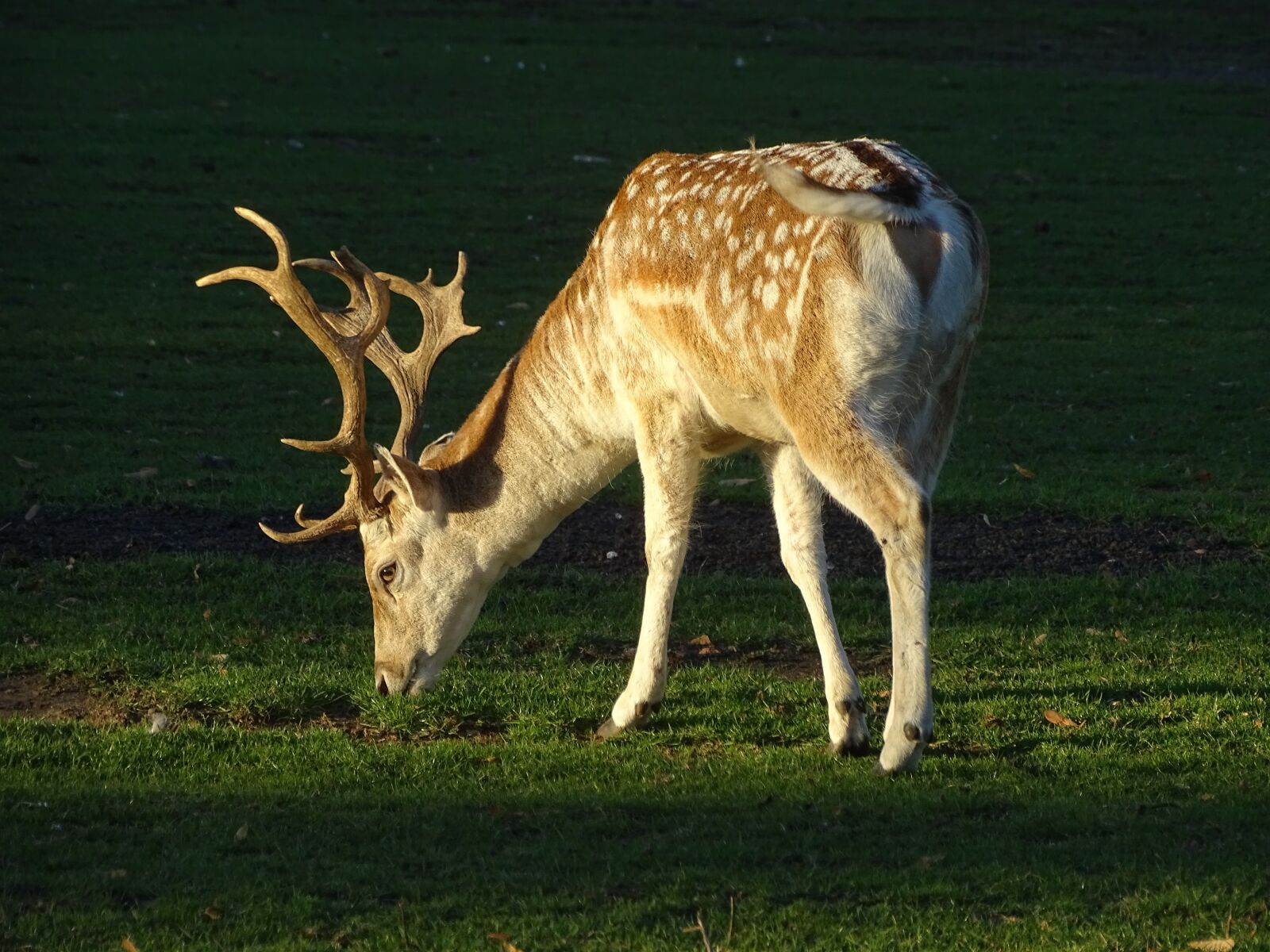 Sony Cyber-shot DSC-HX400V sample photo. Deer, suede, nature photography