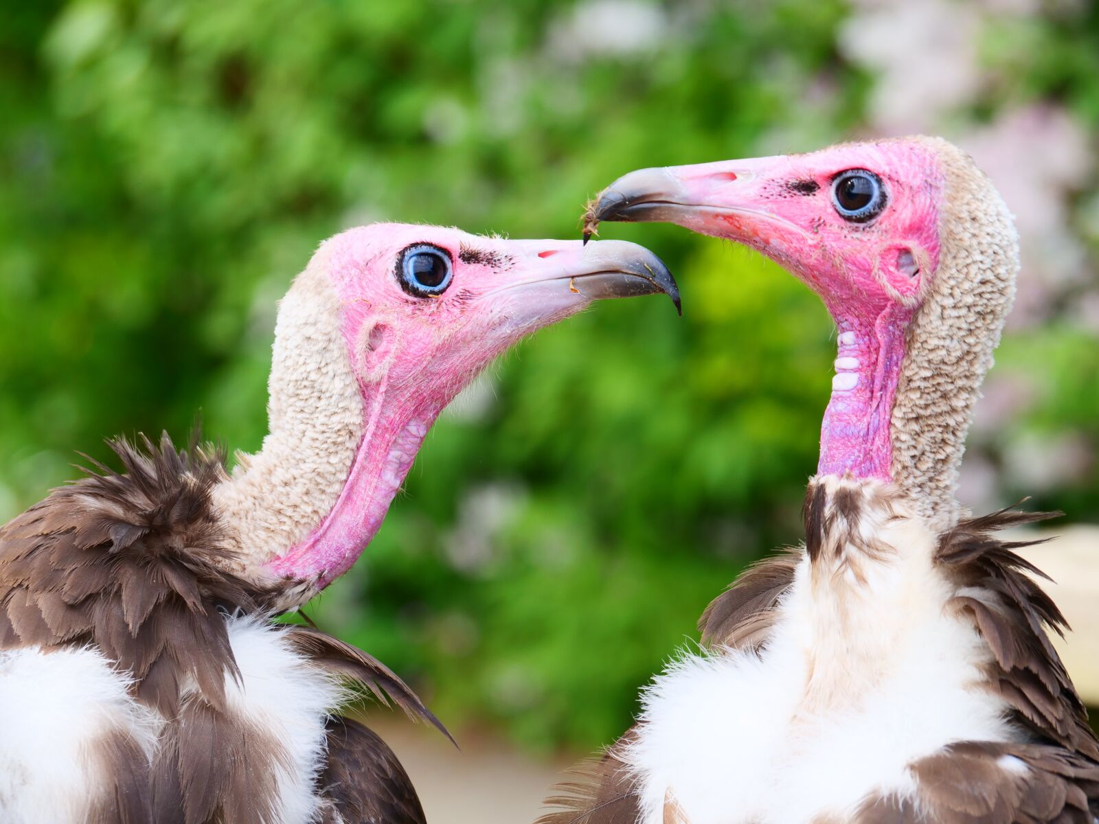 Panasonic Lumix DC-G9 sample photo. Vultures, hooded vultures, bird photography