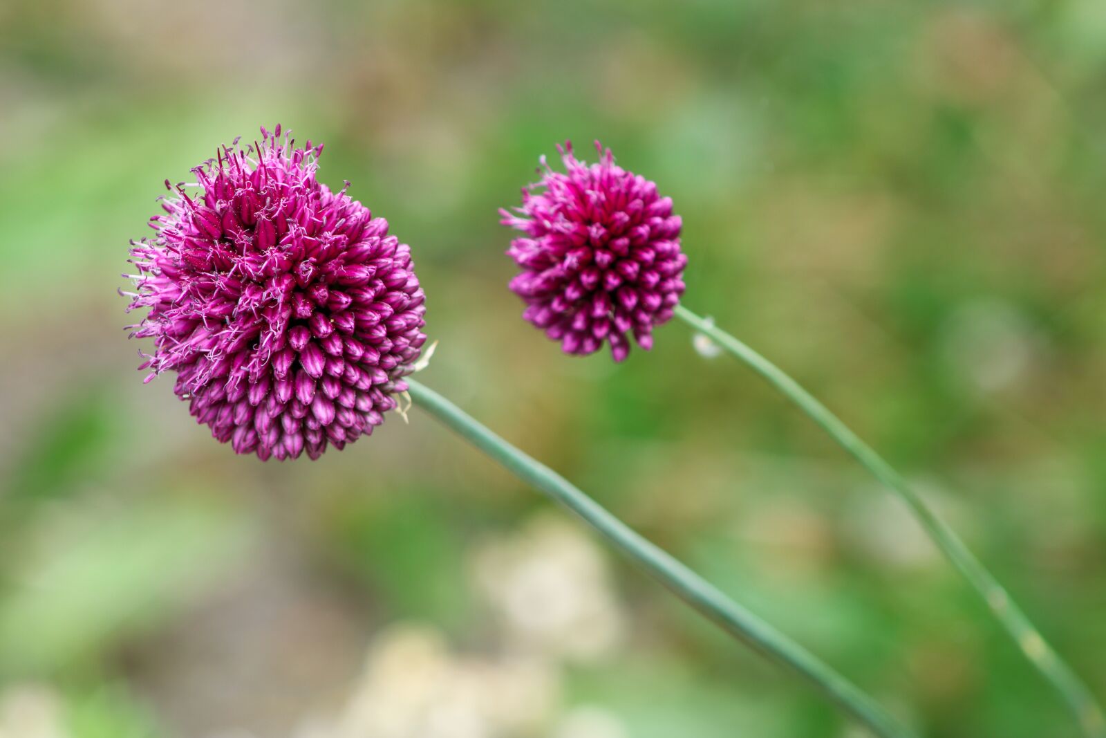 Canon EOS 2000D (EOS Rebel T7 / EOS Kiss X90 / EOS 1500D) sample photo. Ornamental onion, allium stratos photography