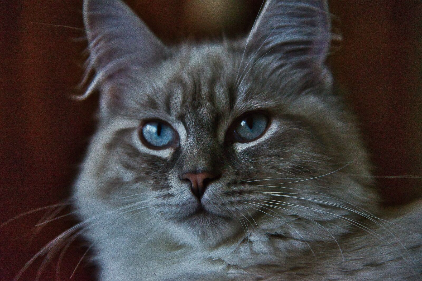 Nikon D610 sample photo. Cat, cat face, cats photography