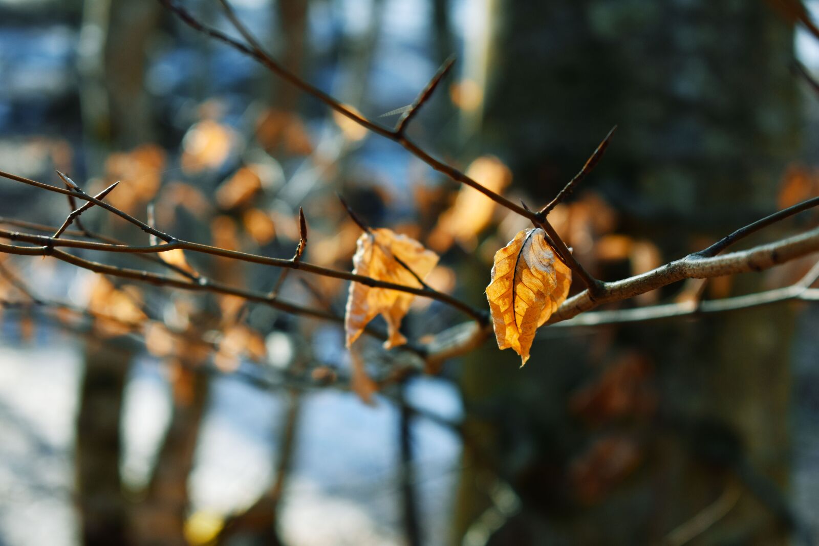 Nikon D3400 sample photo. Leaf, winter, sun photography