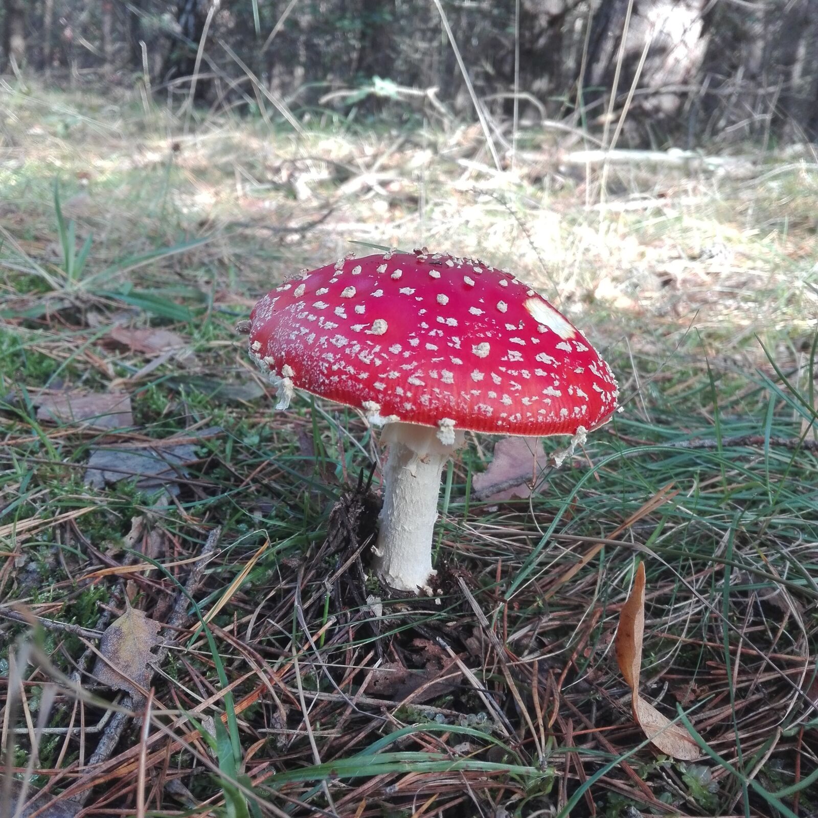 HUAWEI ALE-L21 sample photo. Fly agaric, mushroom, forest photography