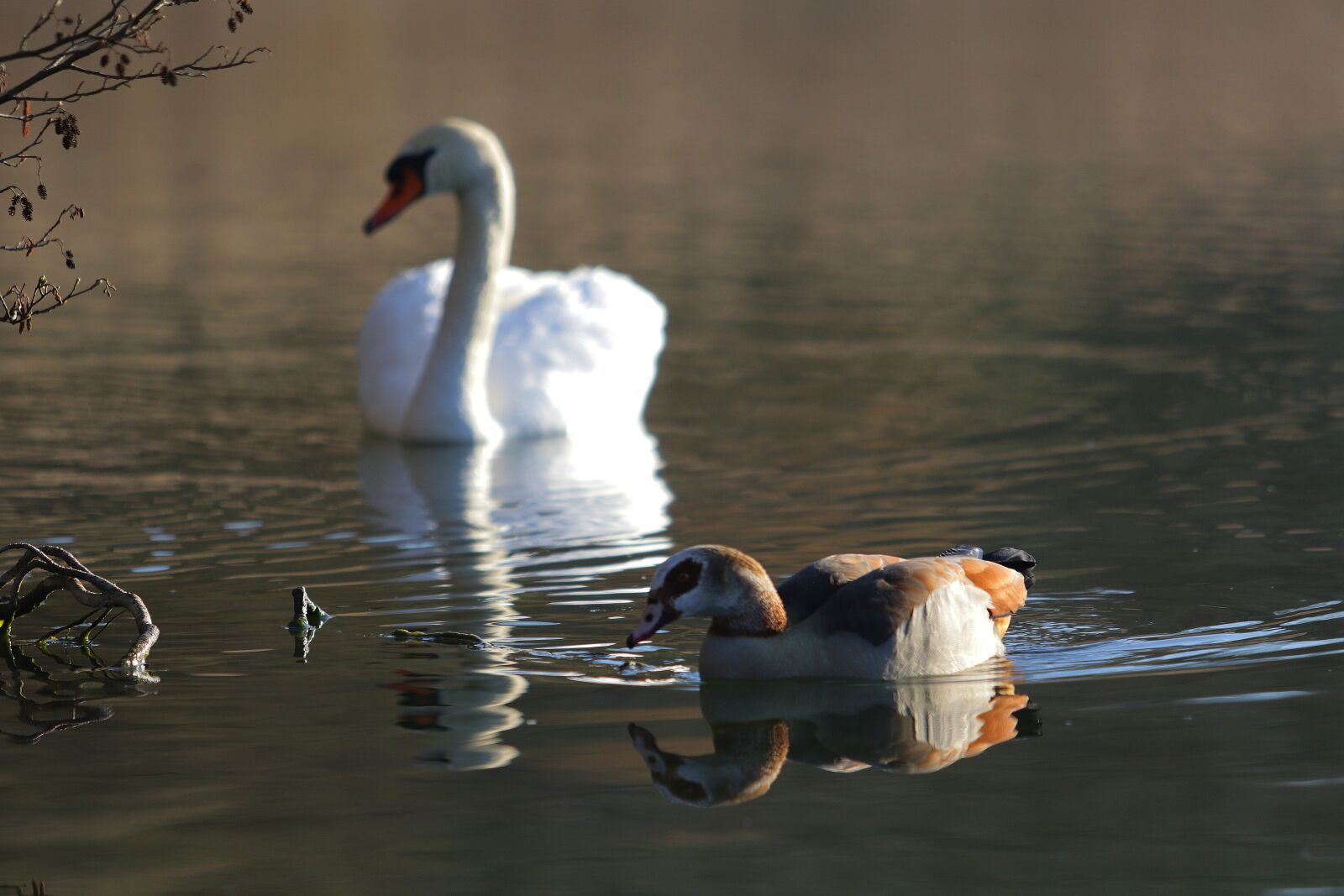 Canon EOS 7D Mark II + Canon EF 70-200mm F2.8L USM sample photo. Swan, goose, waterfowl photography