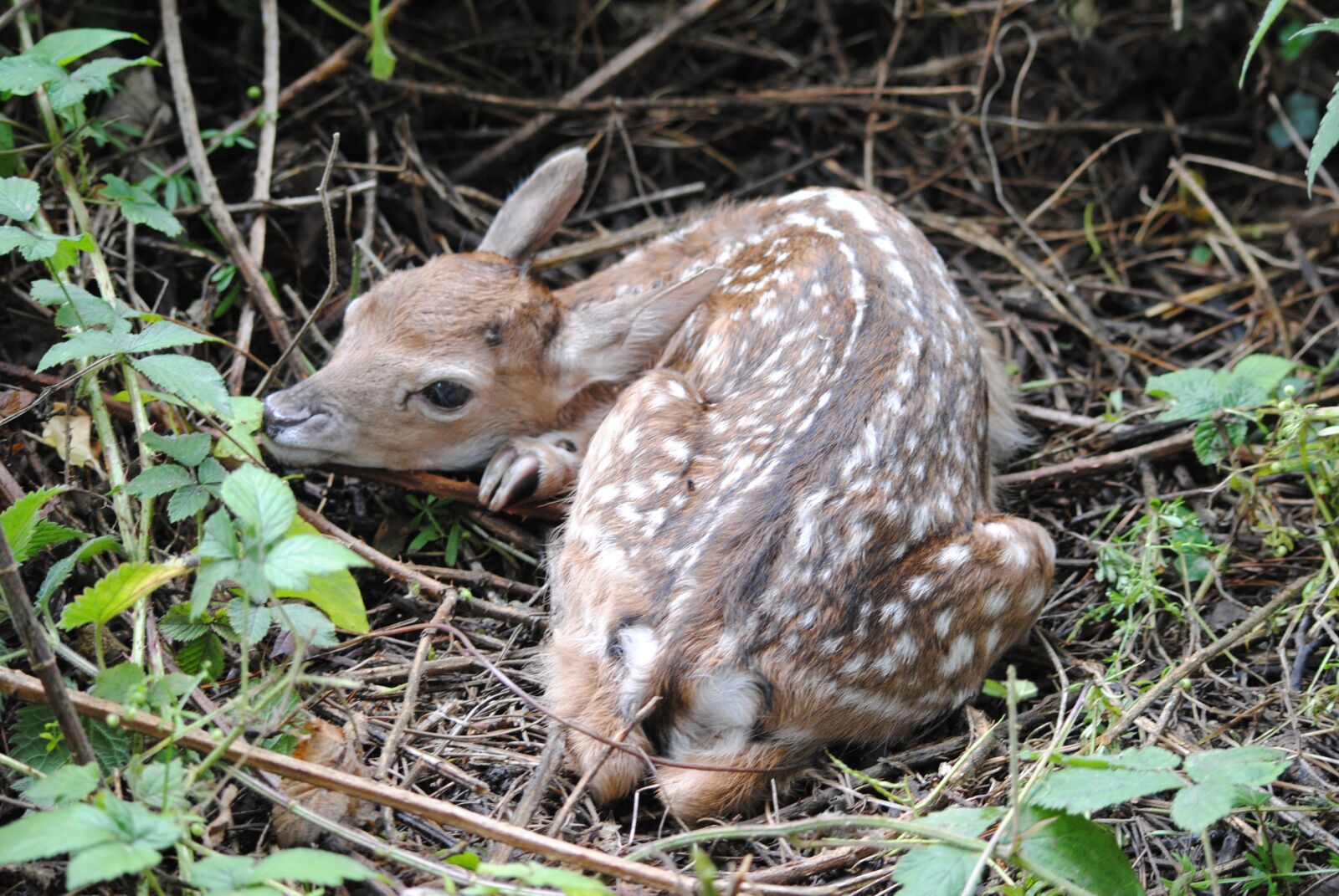 Nikon D3000 sample photo. Deer, cub, small photography