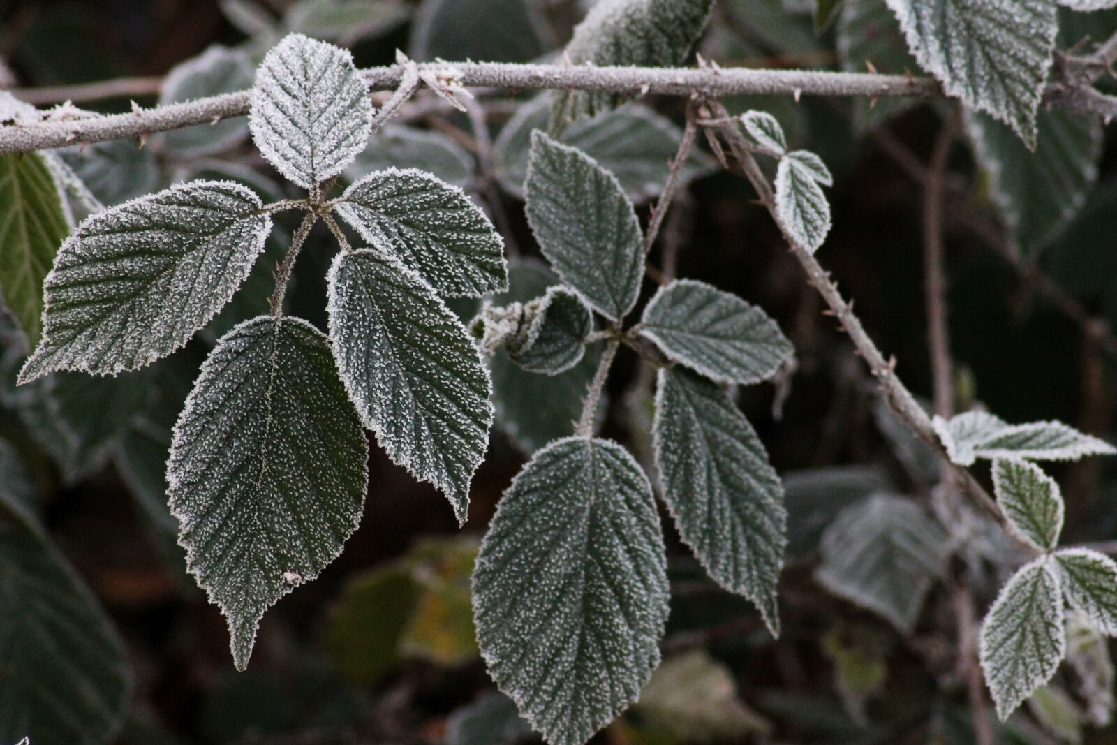 Canon EOS 1100D (EOS Rebel T3 / EOS Kiss X50) sample photo. Bramble, frost, frozen photography