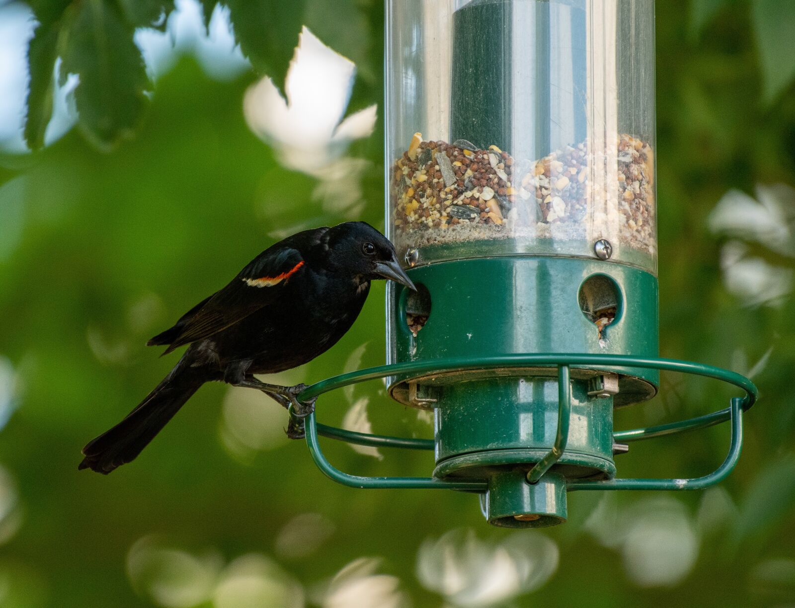 Nikon D500 sample photo. Bird feeder, bird, birdwatching photography