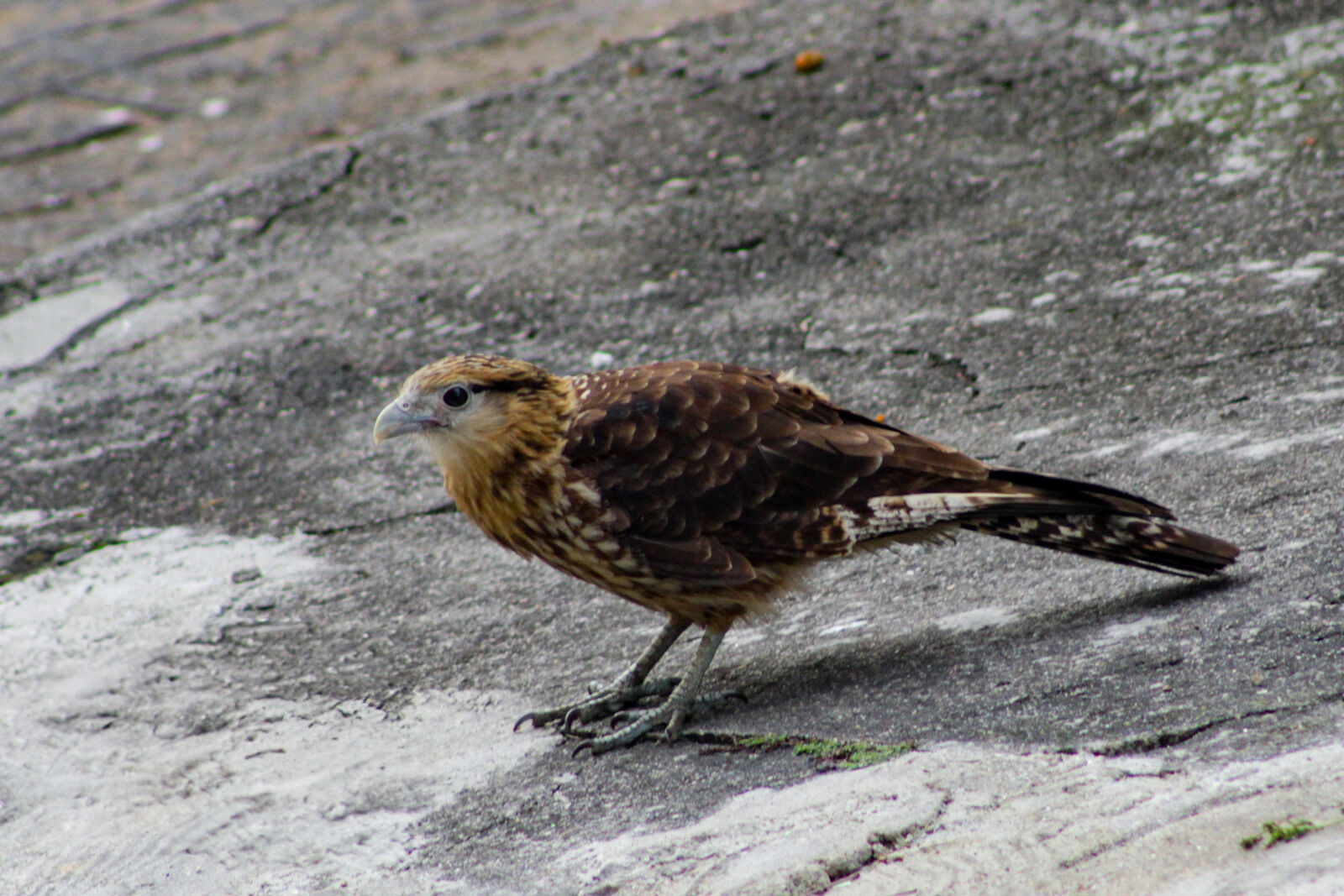 Canon EF 75-300mm f/4-5.6 sample photo