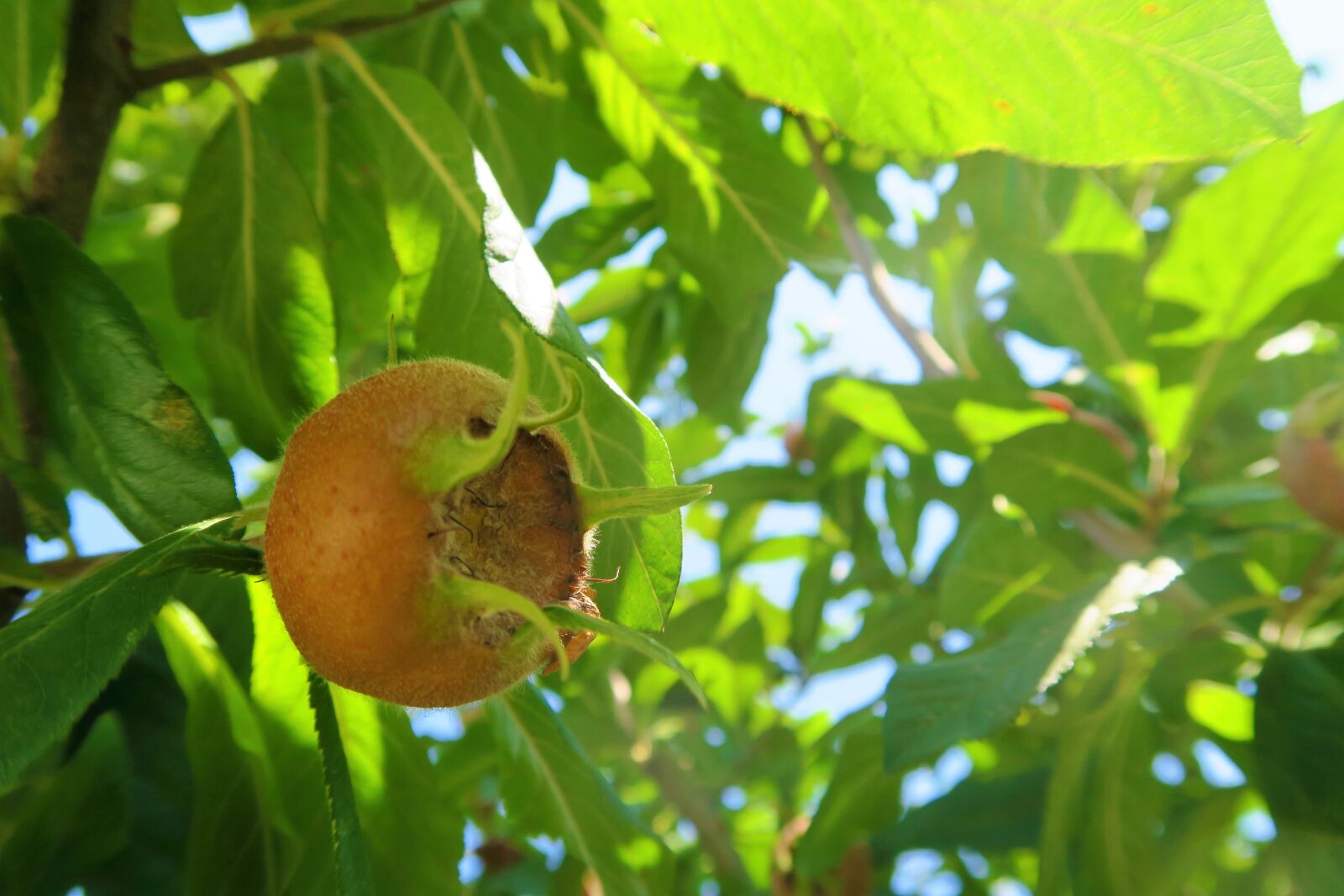 Canon PowerShot G7 X sample photo. Medlar, nature, plant photography