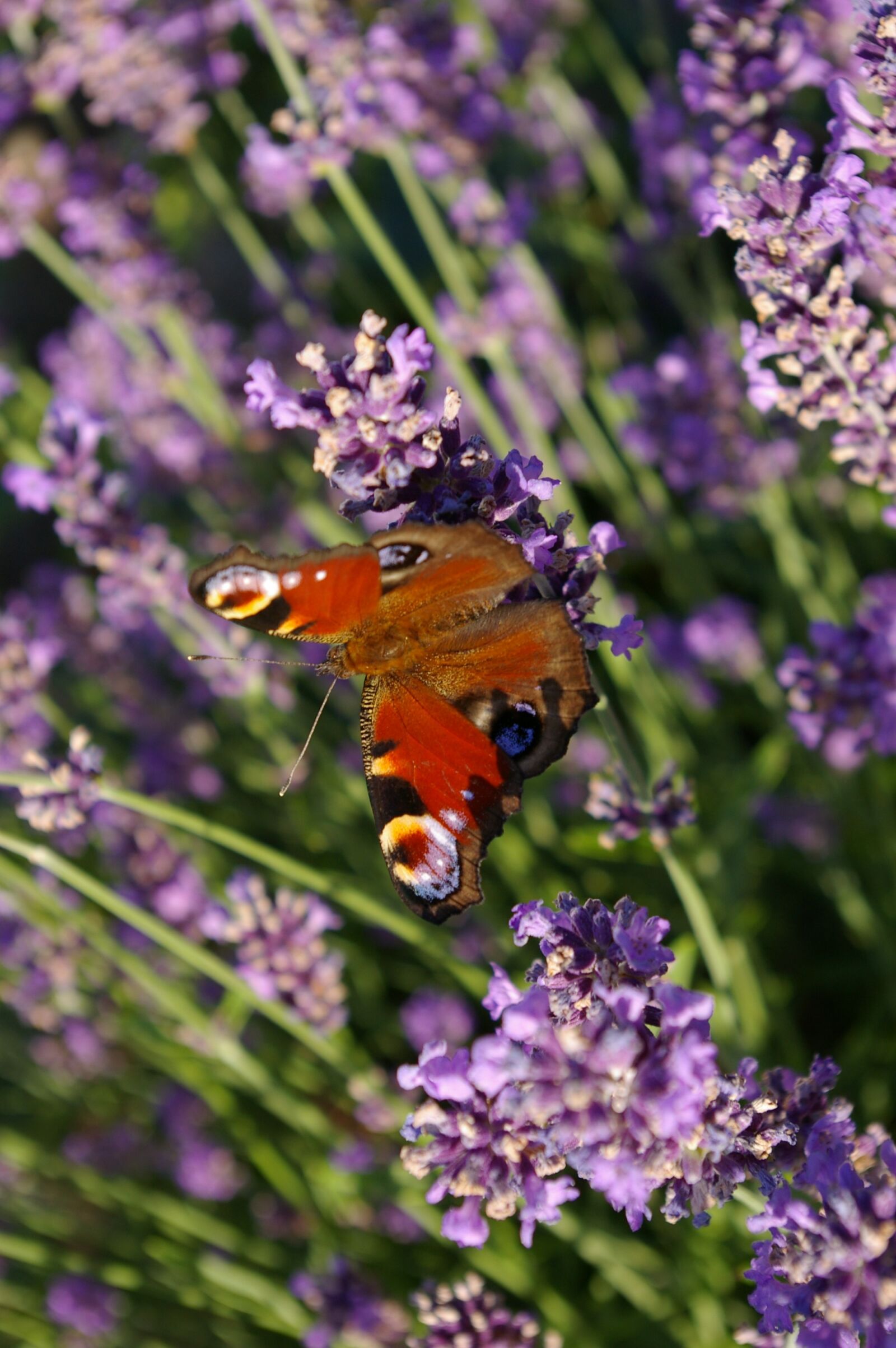 Pentax *ist DL sample photo. Butterfly, peacock, nature photography
