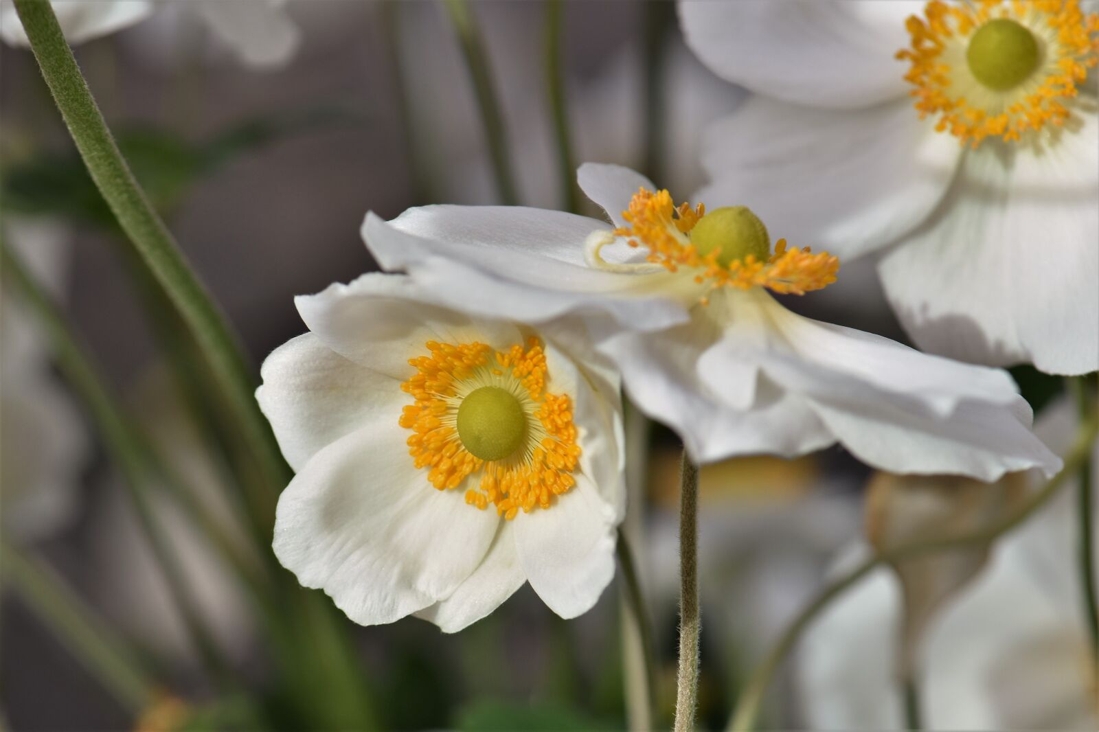 Nikon D5500 sample photo. Anemone, blossom, bloom photography