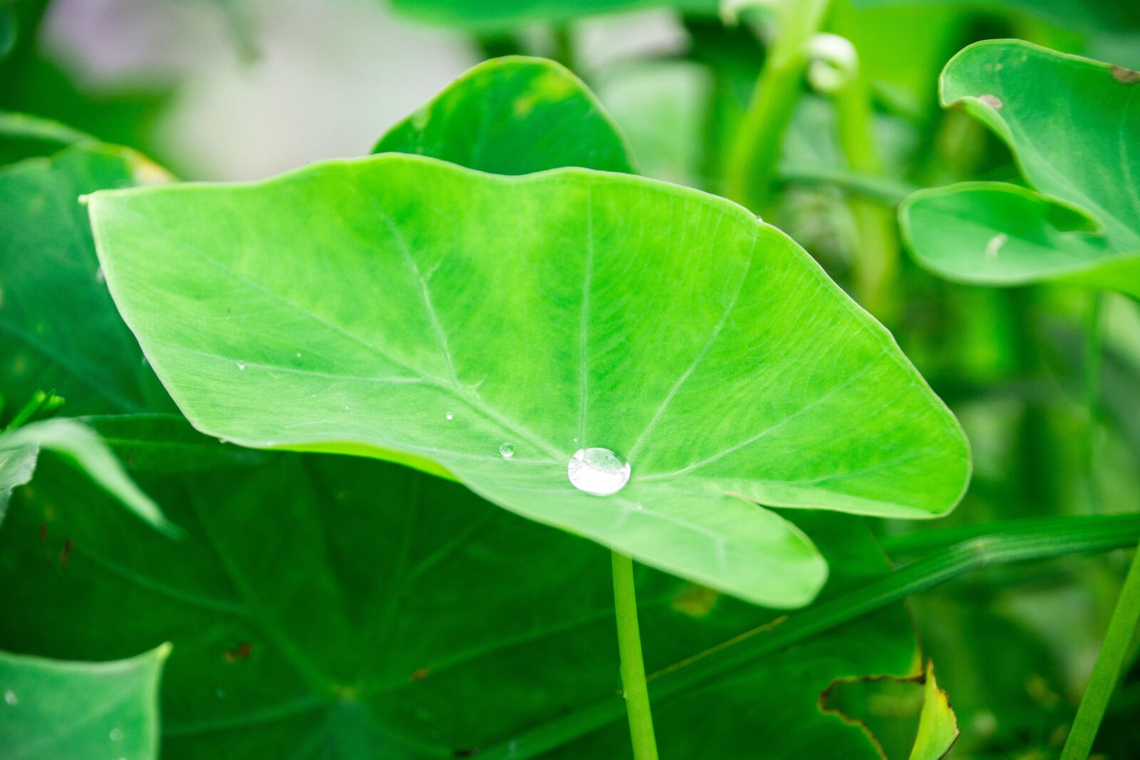 Nikon D5200 sample photo. Raindrop, water drop, nature photography
