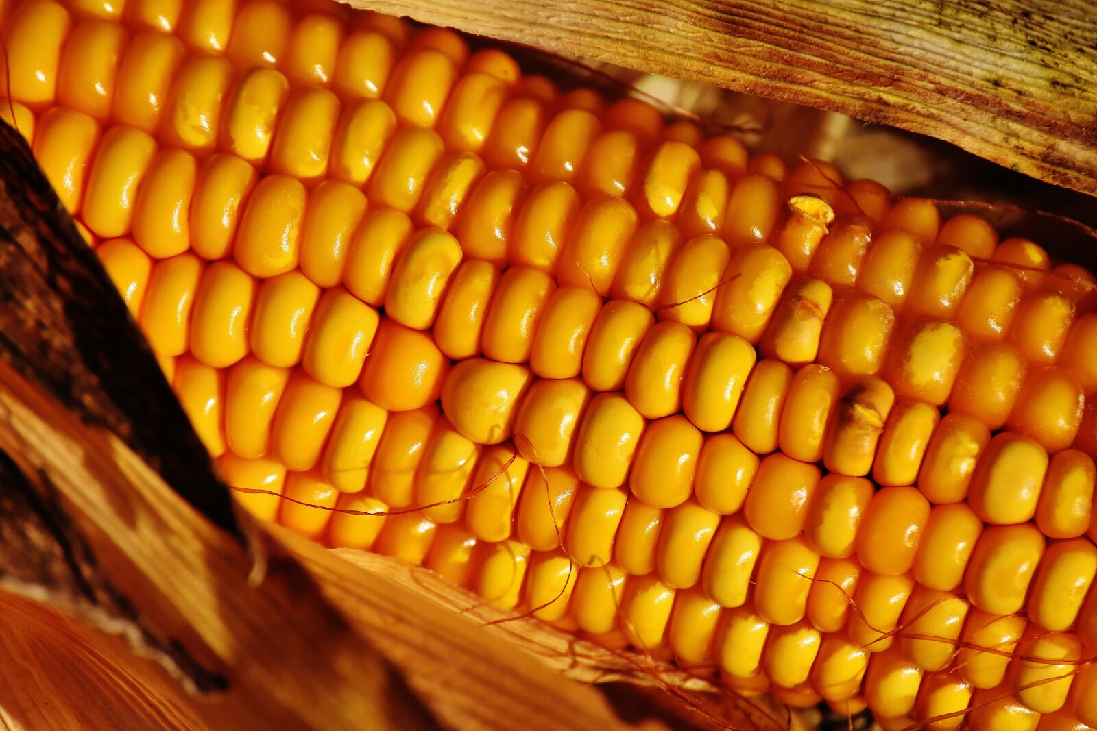 Nikon D7200 sample photo. Corn, vegetables, food photography
