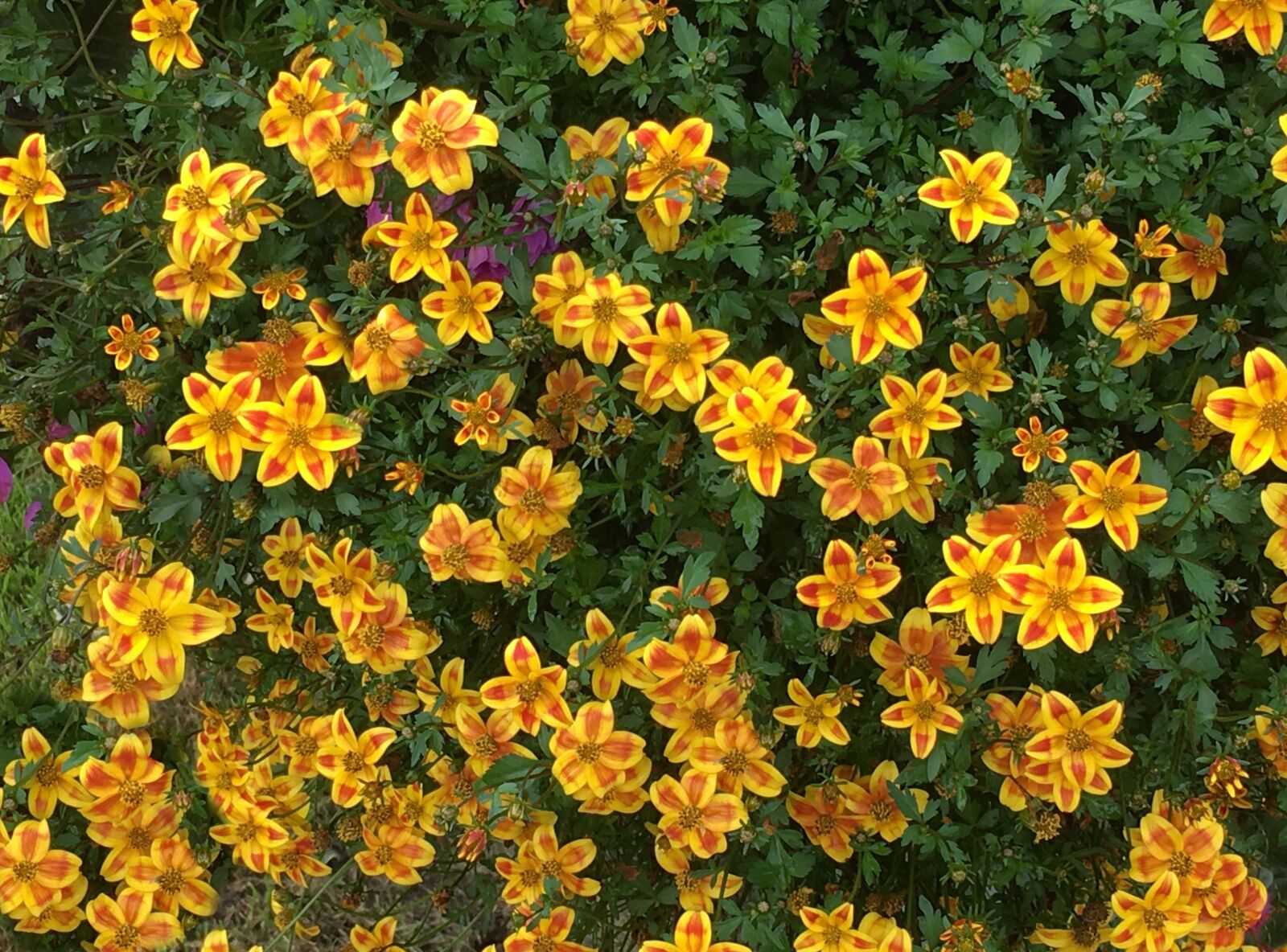 Apple iPhone 6s sample photo. Autumn carnation, yellow, flowers photography