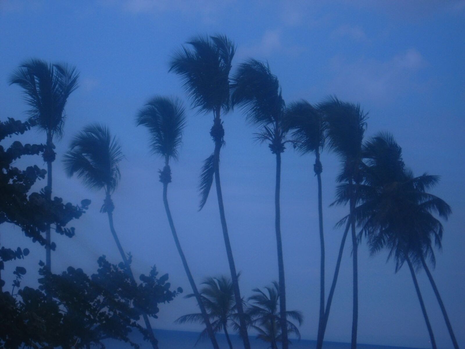 Canon POWERSHOT A560 sample photo. Palm, trees, swaying photography