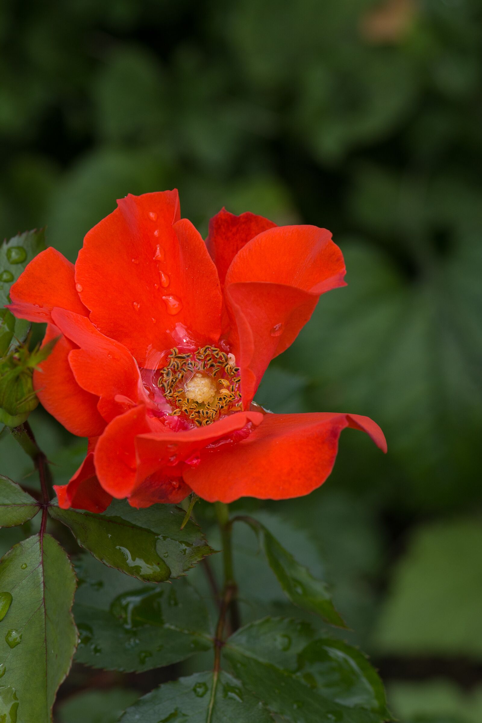 Nikon D7100 sample photo. Flower, red, red flower photography