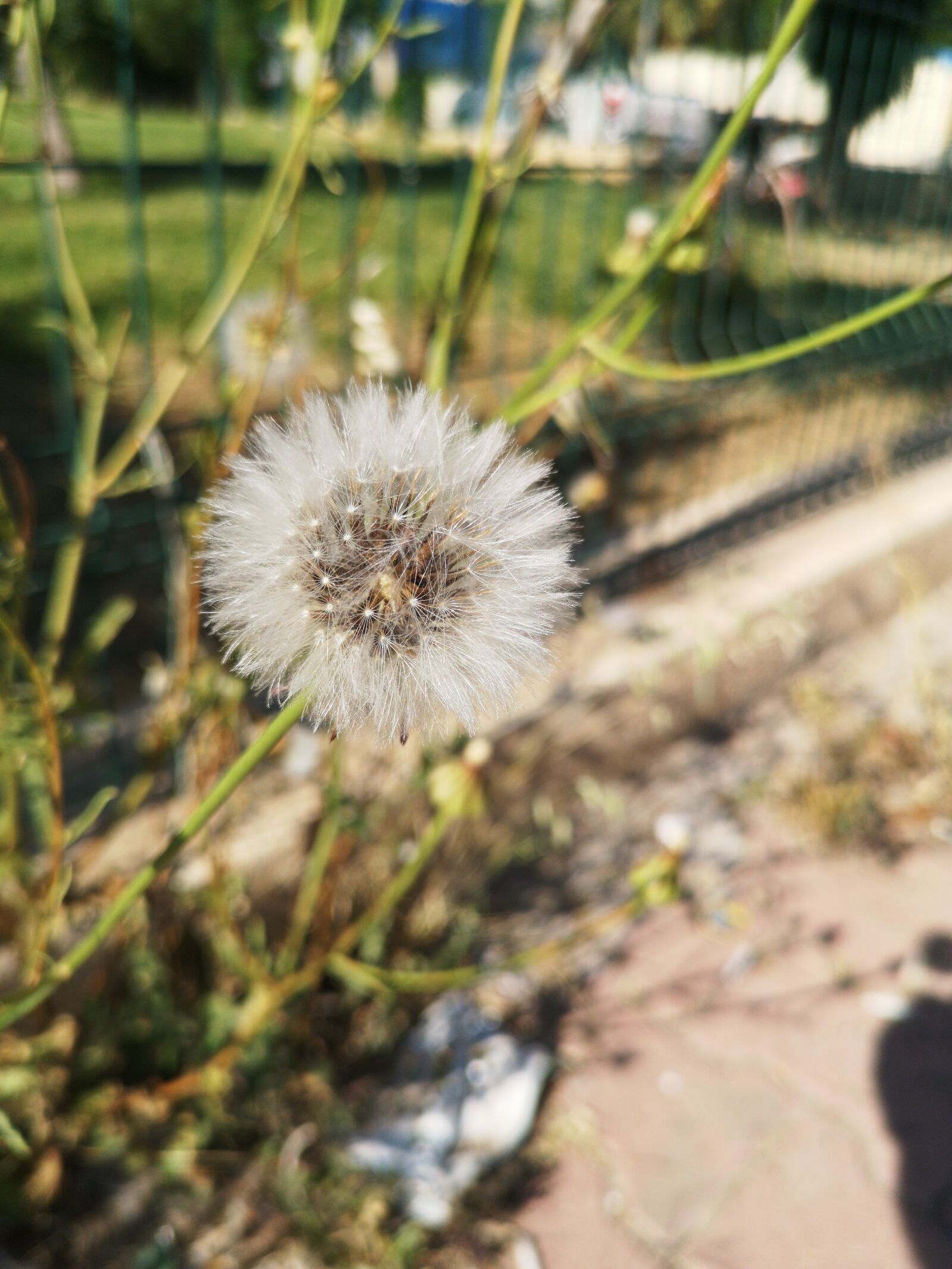 HUAWEI CLT-L29 sample photo. Flower, nature, summer photography