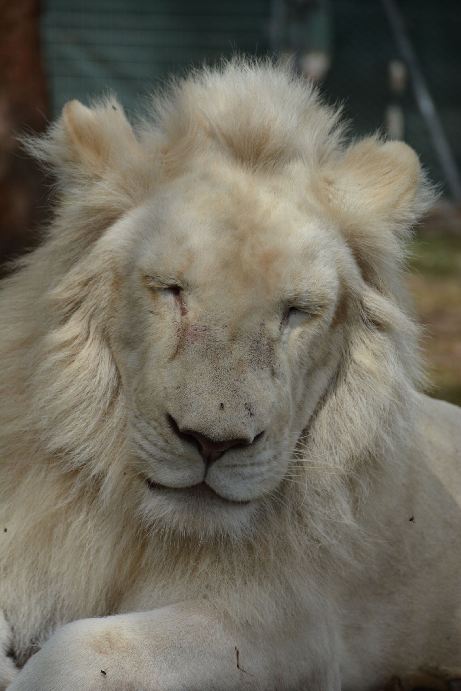 Nikon D7100 sample photo. White, lion, close up photography