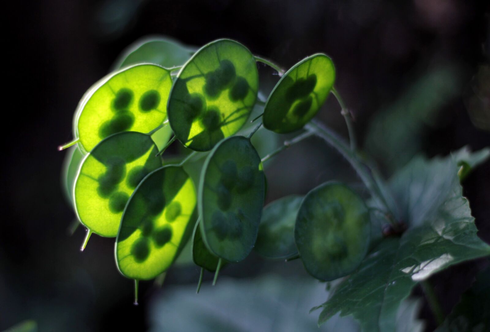 Canon EOS 600D (Rebel EOS T3i / EOS Kiss X5) sample photo. Lunaria annua, honesty, seedpods photography