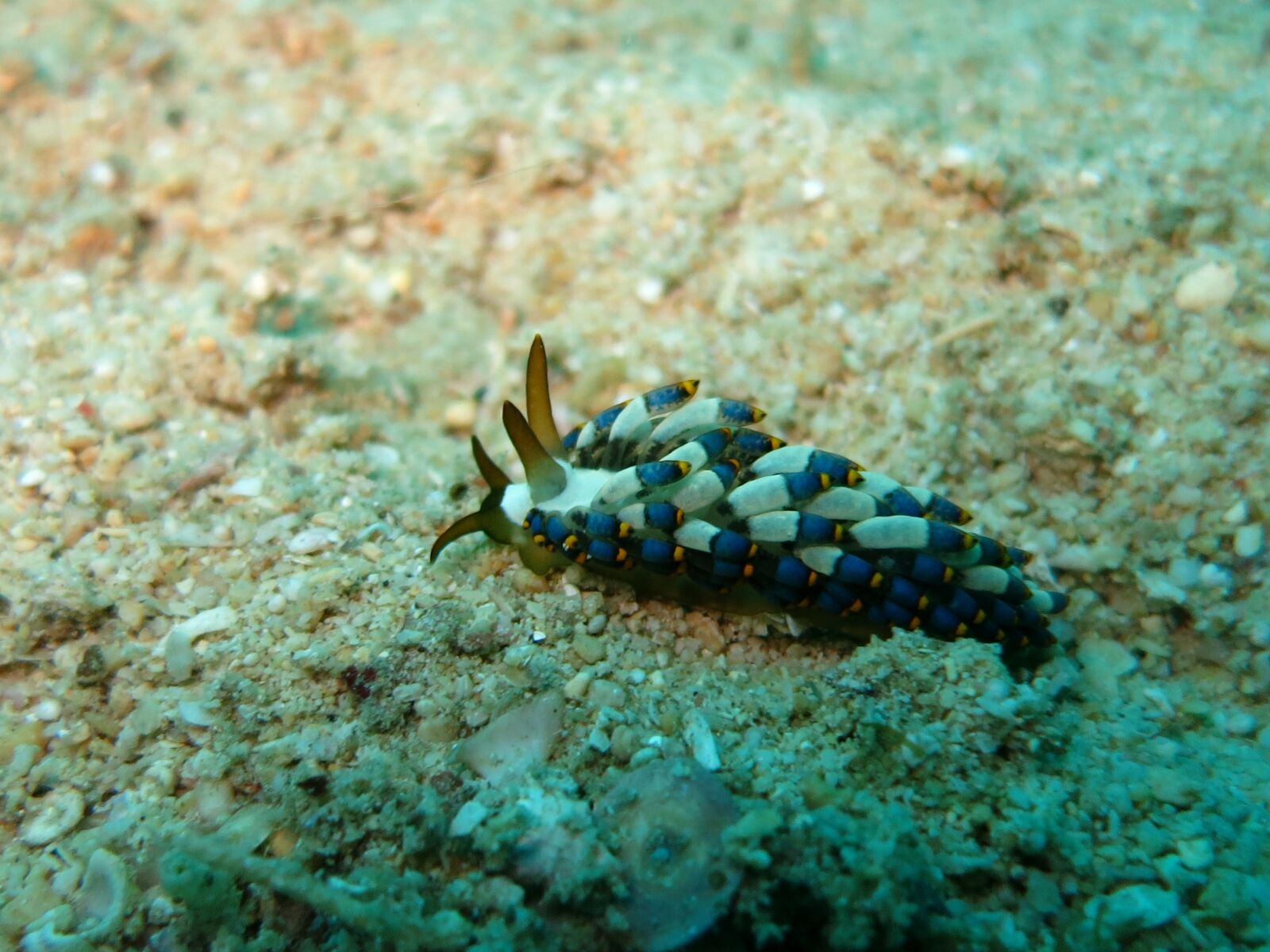 Canon PowerShot S110 sample photo. Nudibranch, cuthona kanga, scuba photography