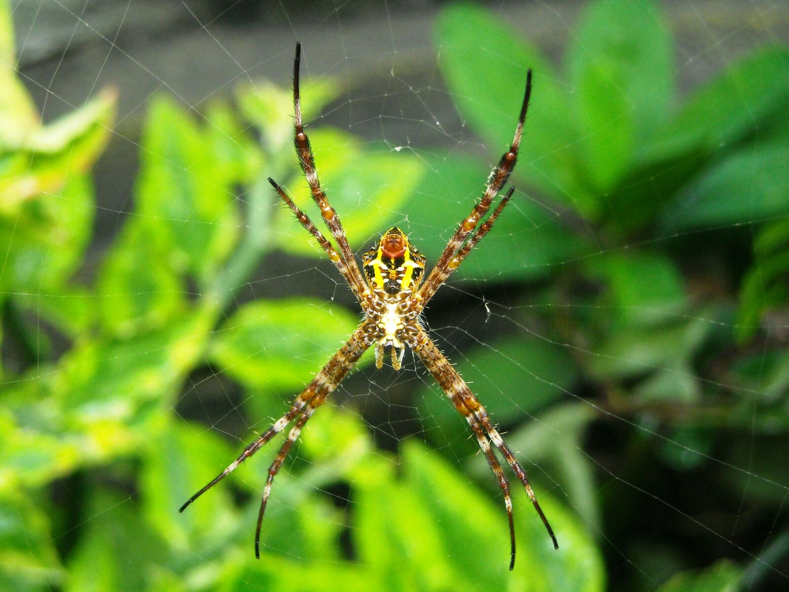 Nikon Coolpix L16 sample photo. Spider, brown, yellow photography