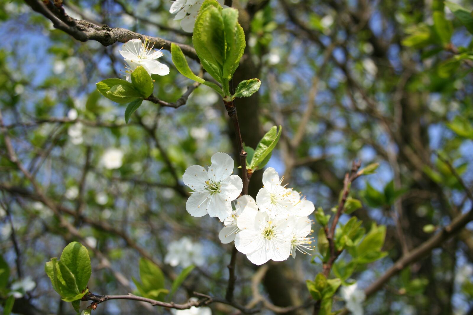 Canon EOS 350D (EOS Digital Rebel XT / EOS Kiss Digital N) sample photo. Spring, flowers, tree photography