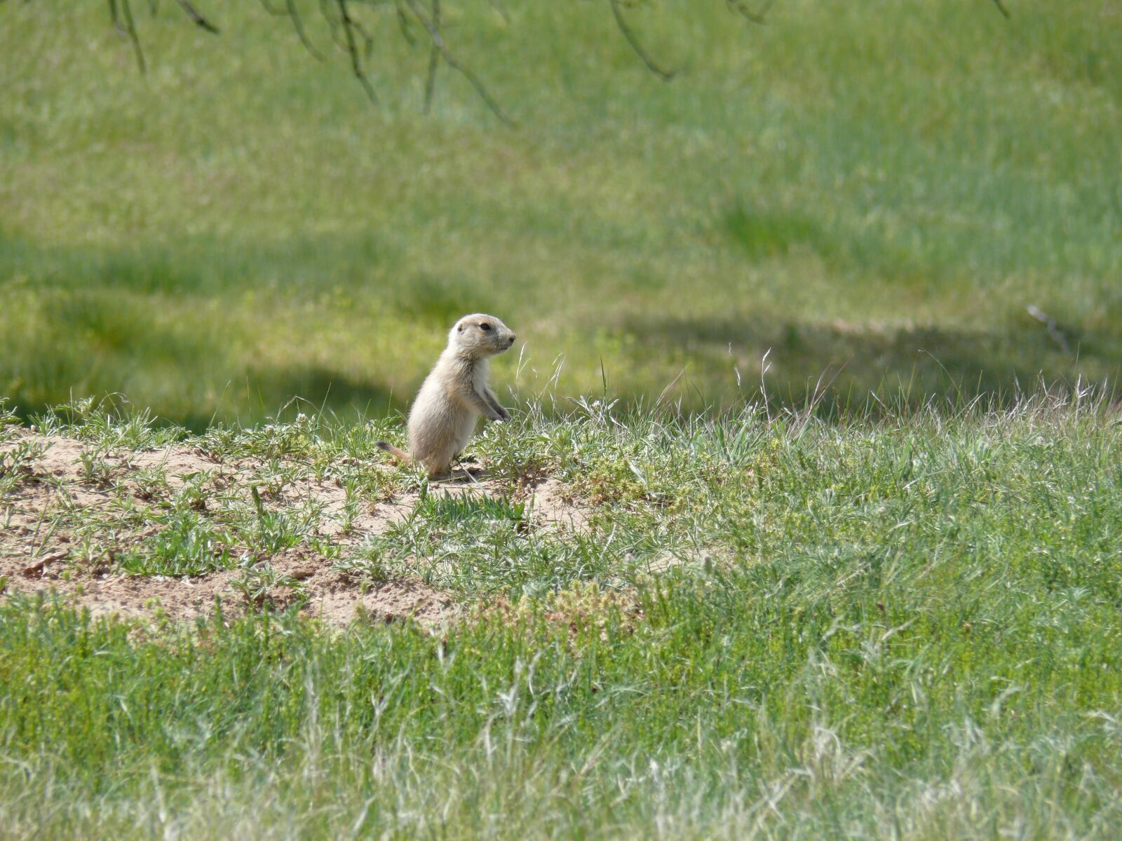 Panasonic DMC-FZ50 sample photo. Prairie dog, baby prairie photography