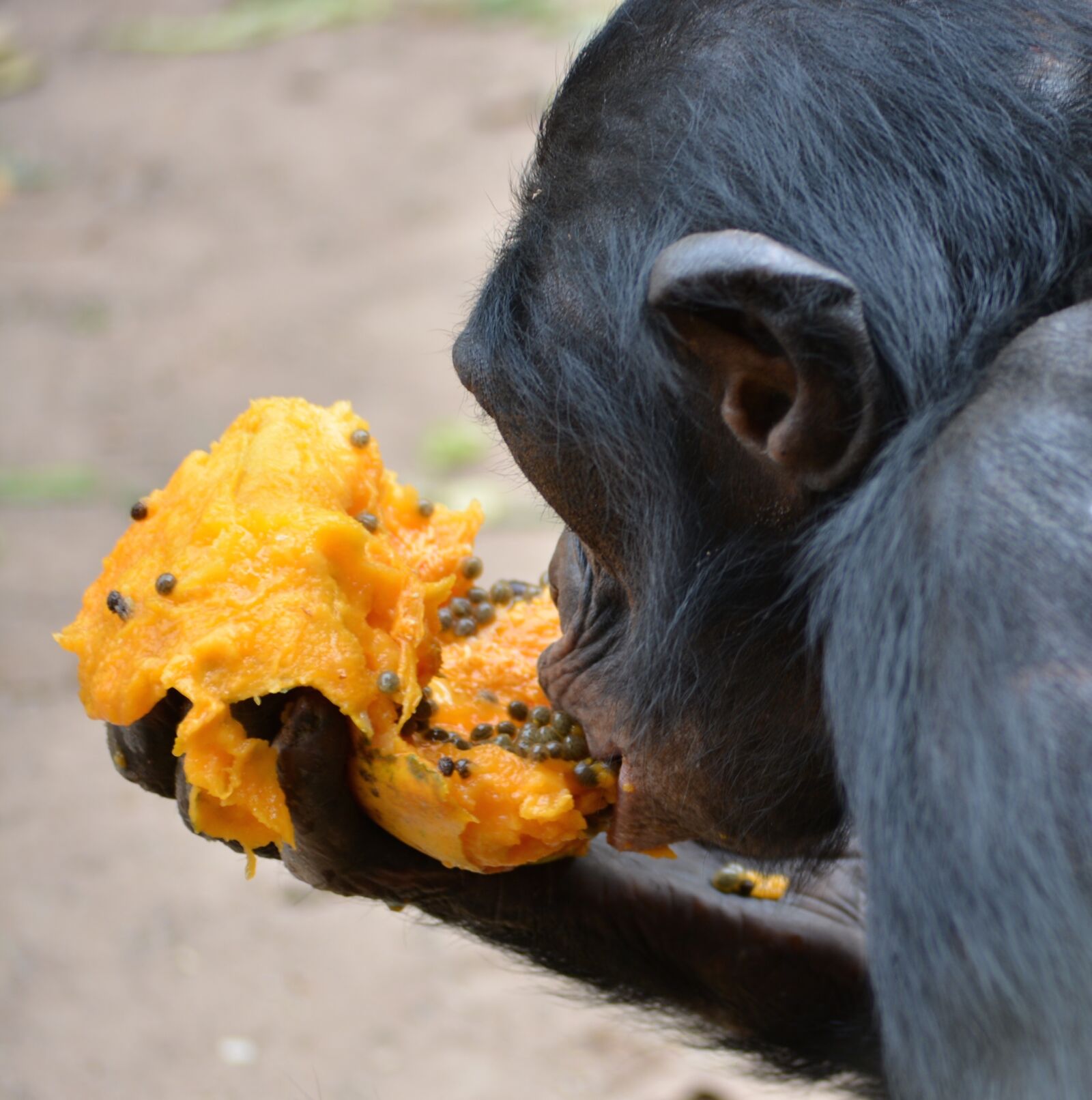 Nikon D5200 sample photo. Bonobo, primate, ape photography